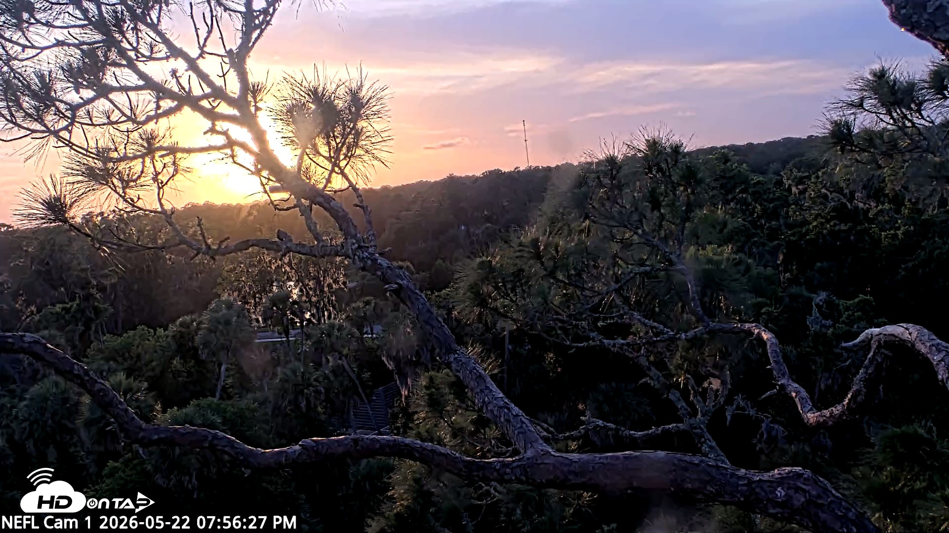 Snapshot of NE Florida Eagles Live Webcam taken May 22, 2026, 7:57pm EDT