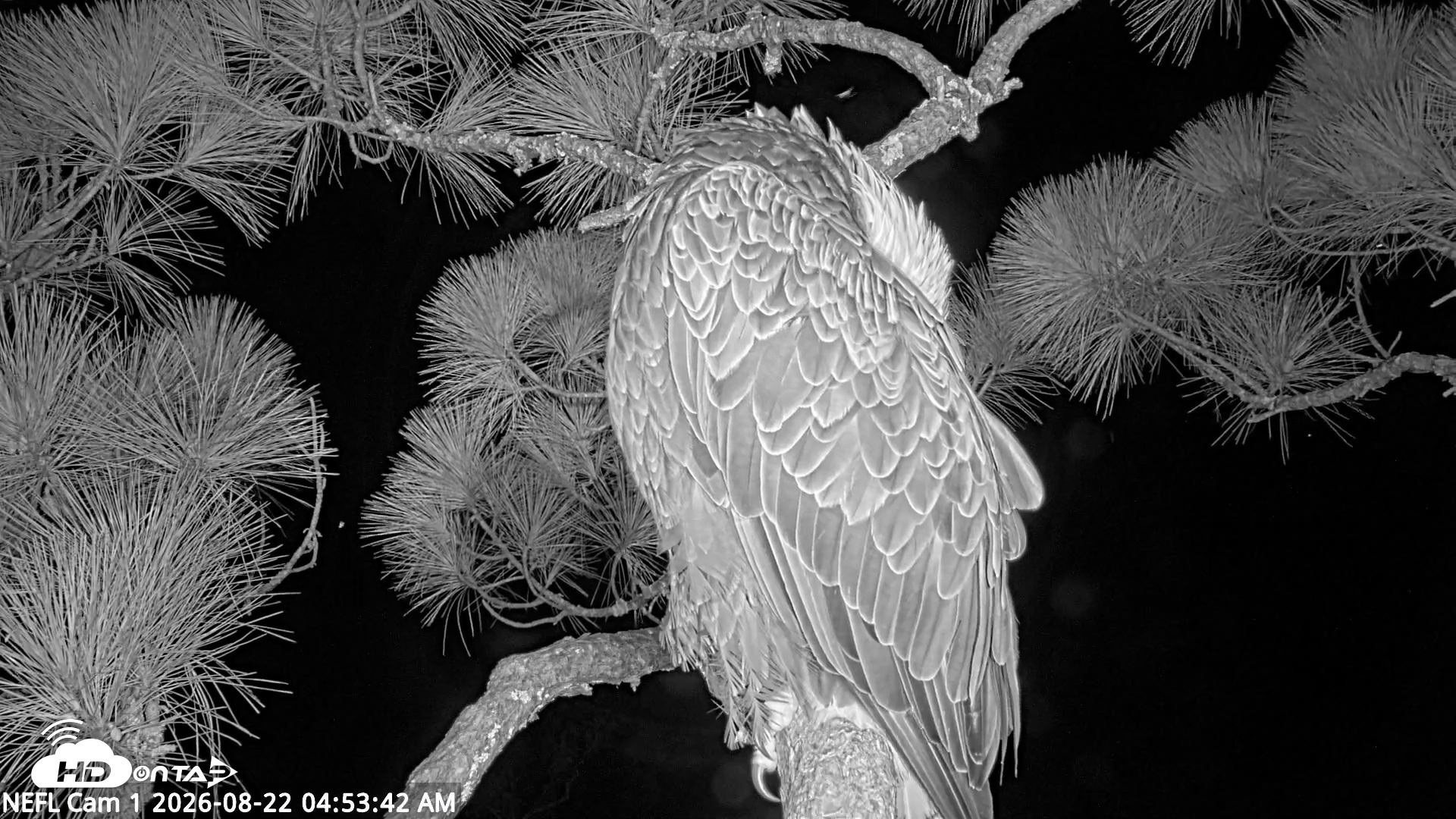 Snapshot of NE Florida Eagles Live Webcam taken Aug 22, 2026, 4:54am EDT