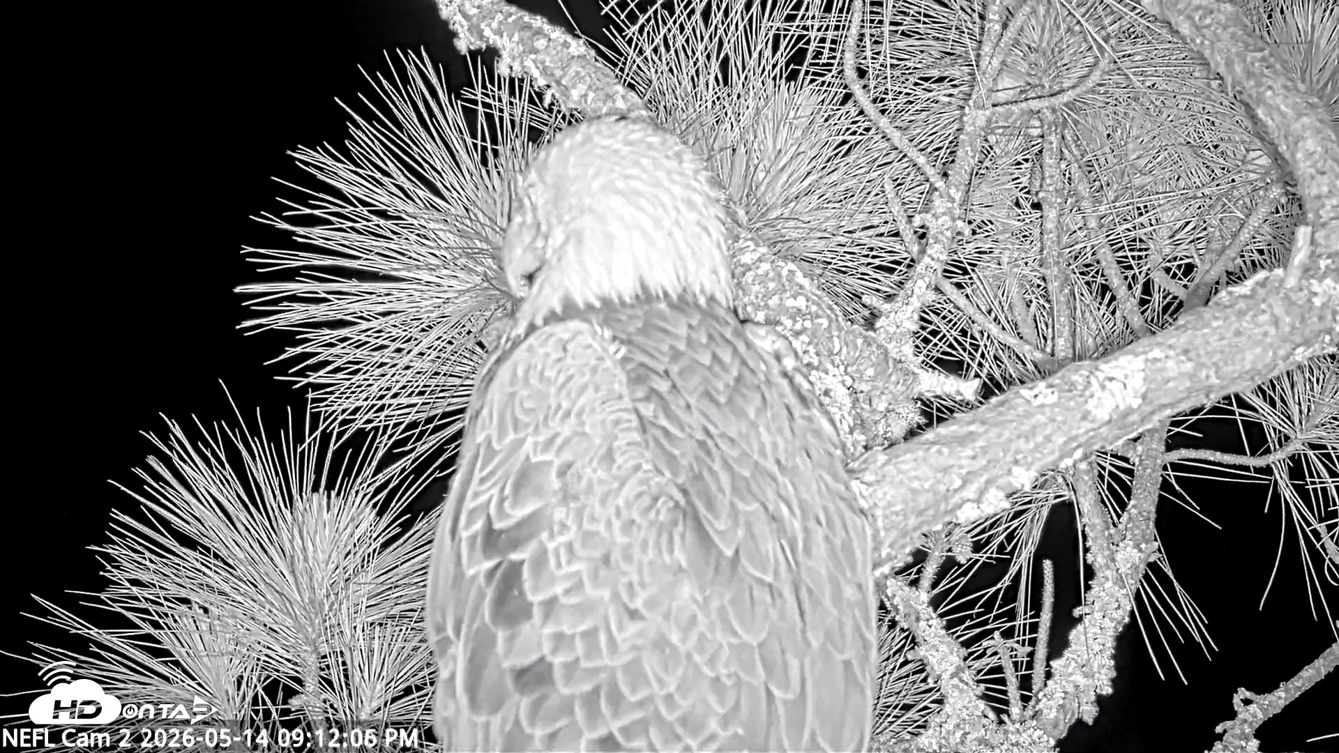 Snapshot of NE Florida Eagles Live Webcam taken May 14, 2026, 9:12pm EDT