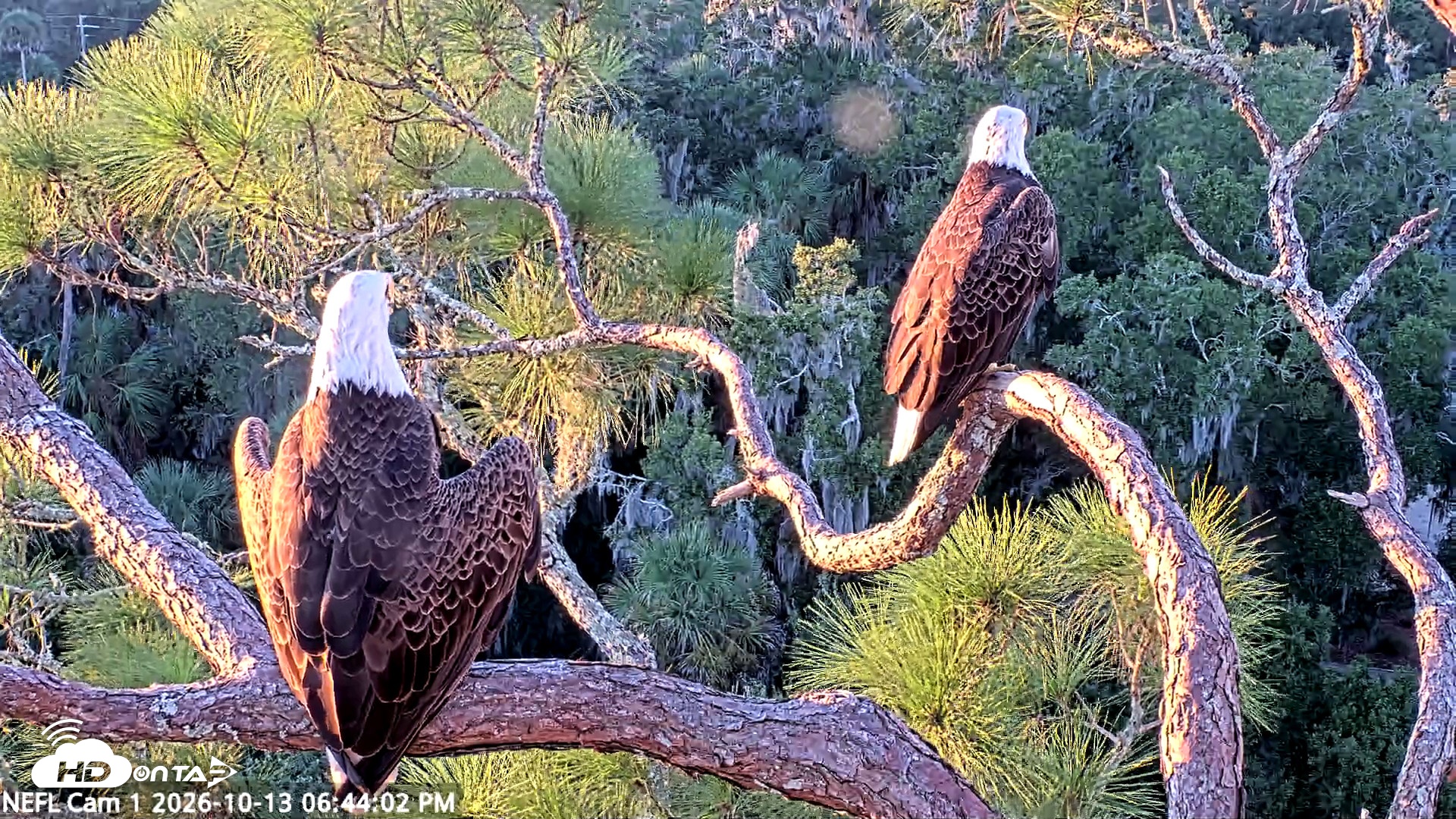 Snapshot of NE Florida Eagles Live Webcam taken Oct 13, 2026, 6:44pm EDT