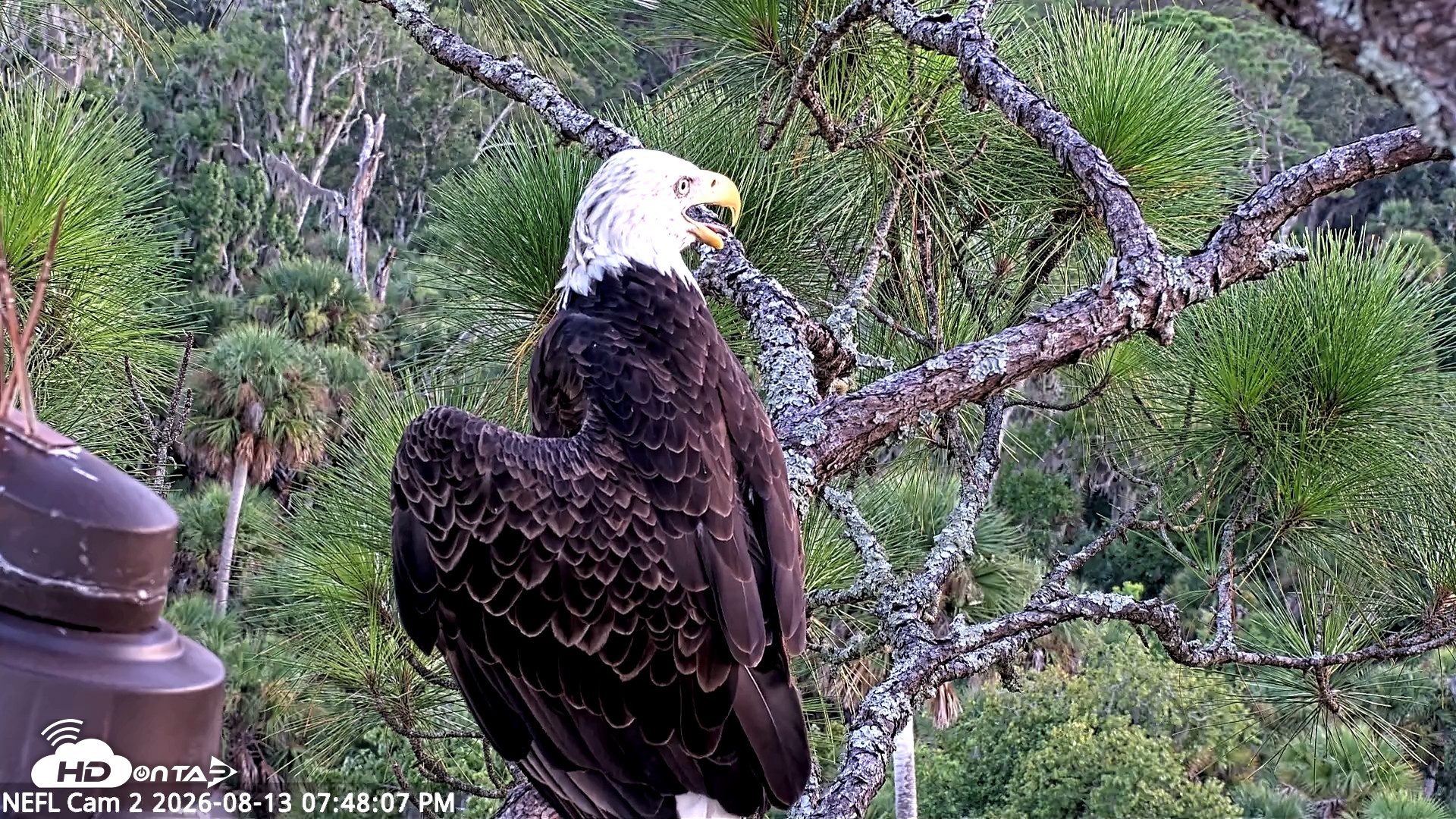 Snapshot of NE Florida Eagles Live Webcam taken Aug 13, 2026, 7:48pm EDT