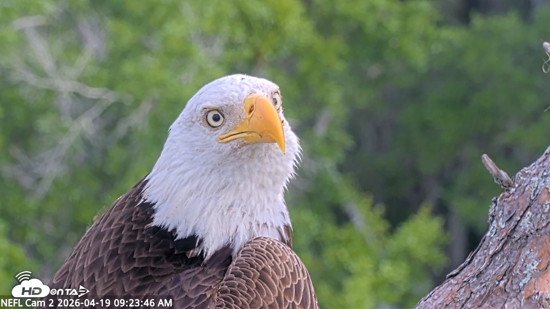 Snapshot of NE Florida Eagles Live Webcam taken Apr 19, 2026, 9:24am EDT