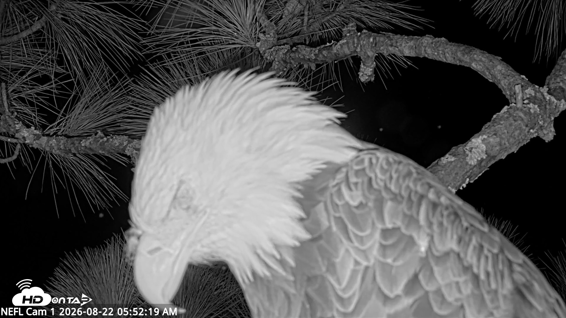 Snapshot of NE Florida Eagles Live Webcam taken Aug 22, 2026, 5:54am EDT