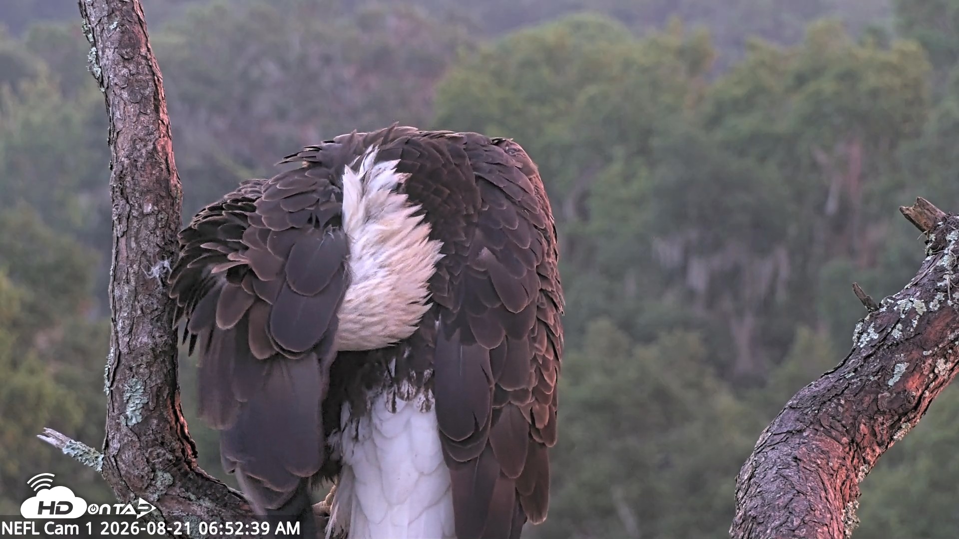 Snapshot of NE Florida Eagles Live Webcam taken Aug 21, 2026, 6:53am EDT