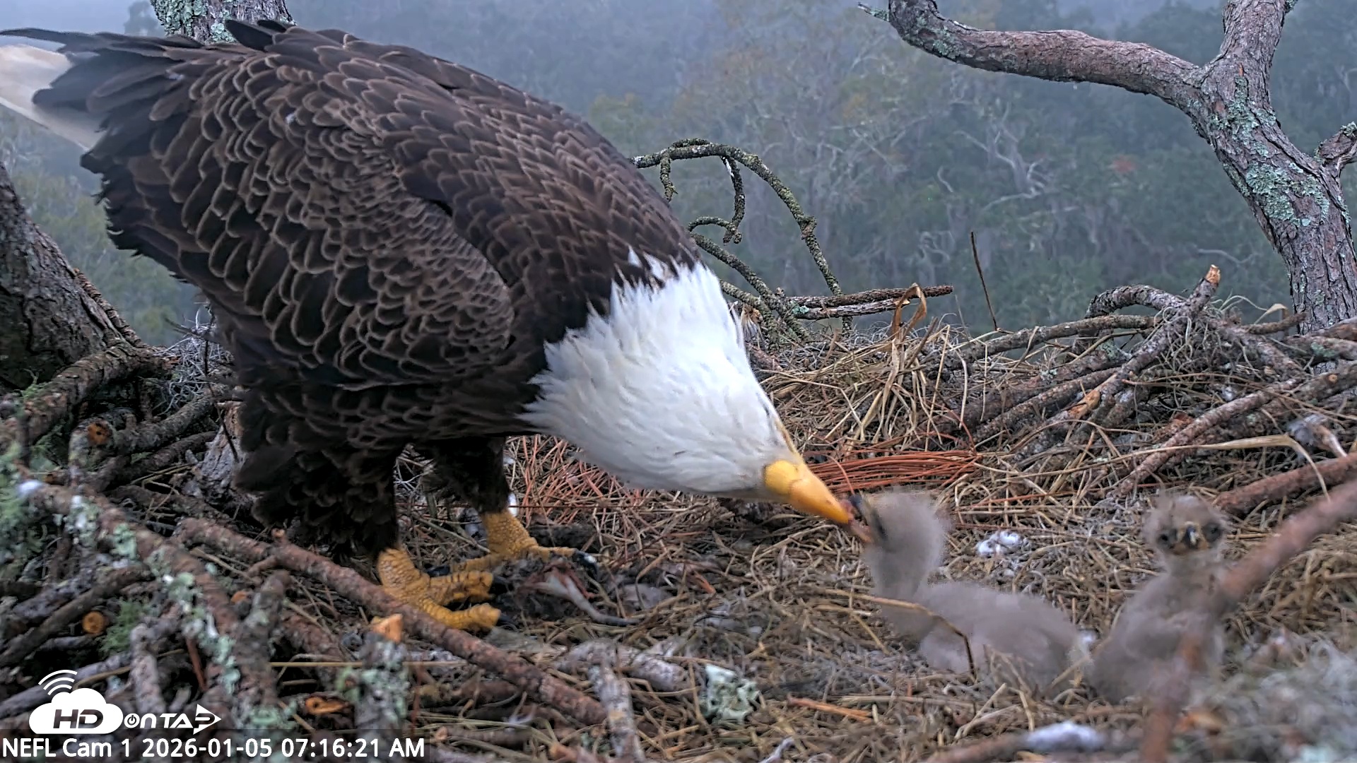 Snapshot of NE Florida Eagles Live Webcam taken Jan 5, 2026, 7:17am EST