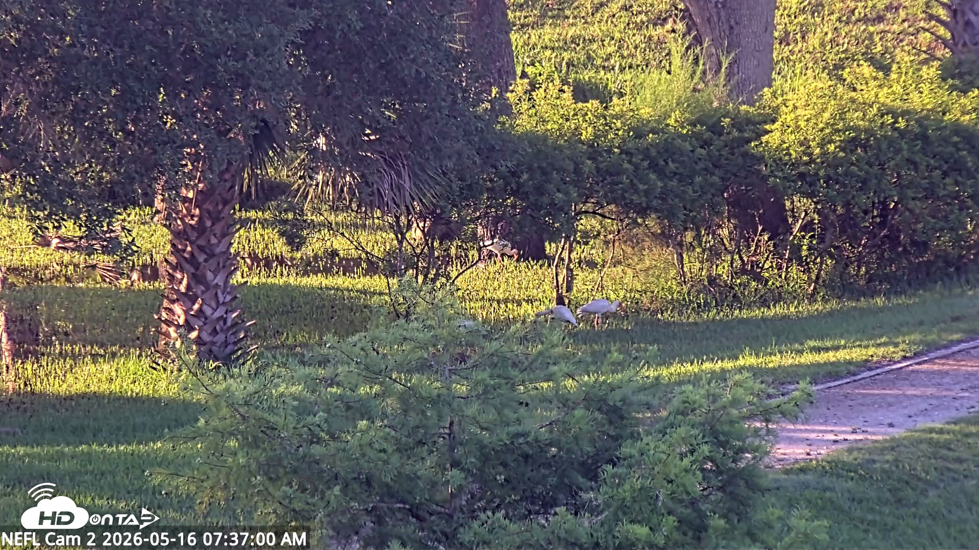 Snapshot of NE Florida Eagles Live Webcam taken May 16, 2026, 7:39am EDT