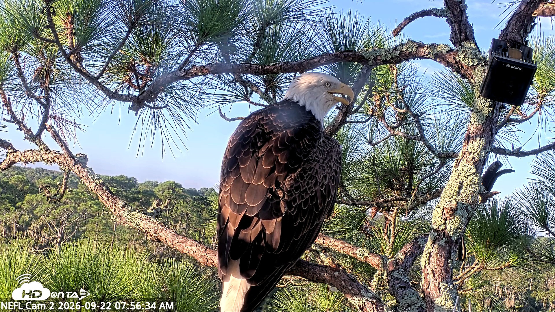 Snapshot of NE Florida Eagles Live Webcam taken Sep 22, 2026, 7:57am EDT