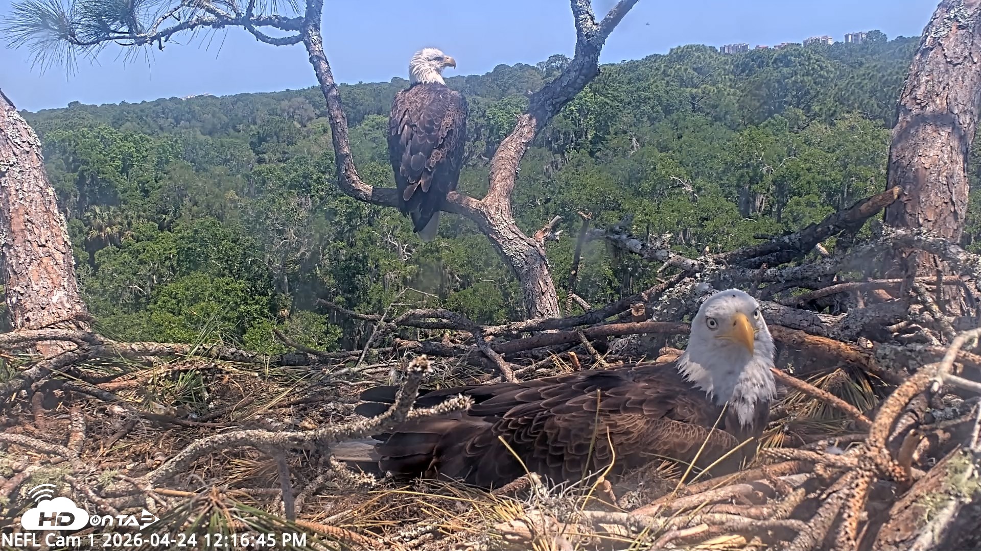 Snapshot of NE Florida Eagles Live Webcam taken Apr 24, 2026, 12:17pm EDT