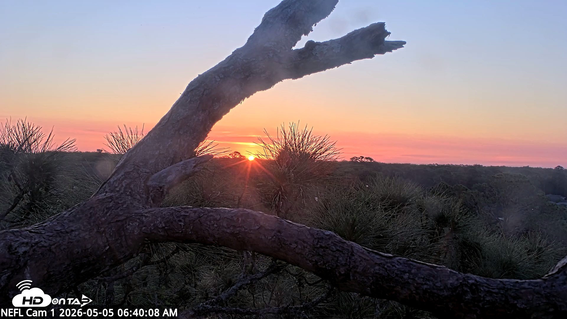 Snapshot of NE Florida Eagles Live Webcam taken May 5, 2026, 6:41am EDT