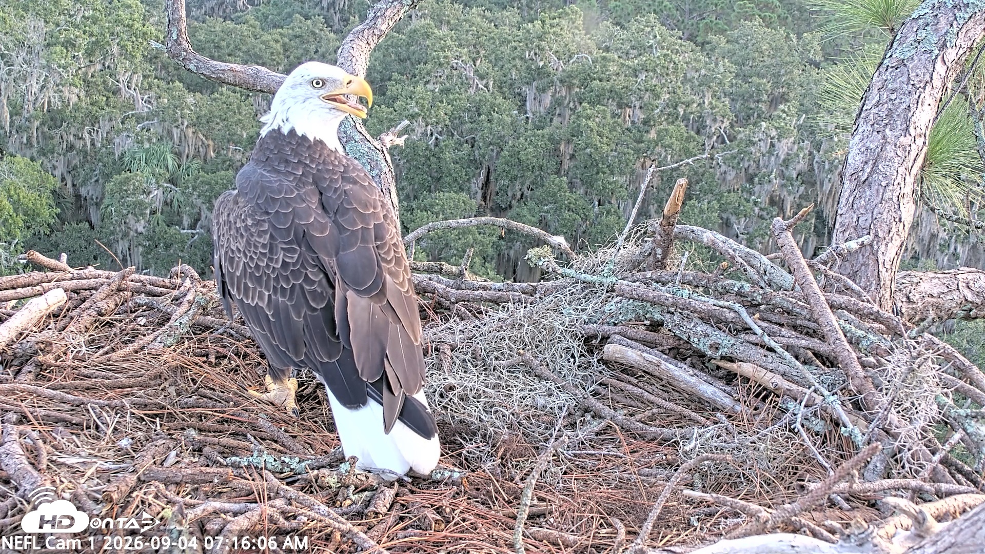Snapshot of NE Florida Eagles Live Webcam taken Sep 4, 2026, 7:17am EDT