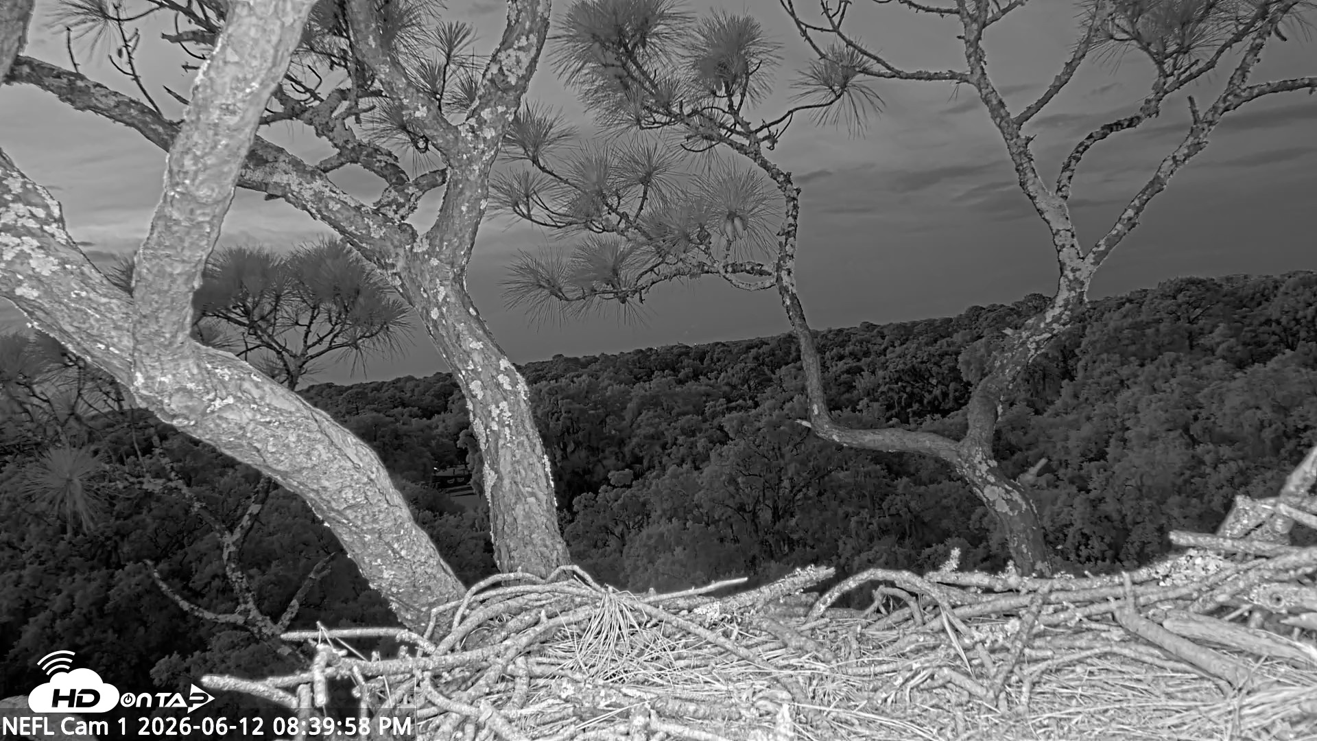 Snapshot of NE Florida Eagles Live Webcam taken Jun 12, 2026, 8:40pm EDT