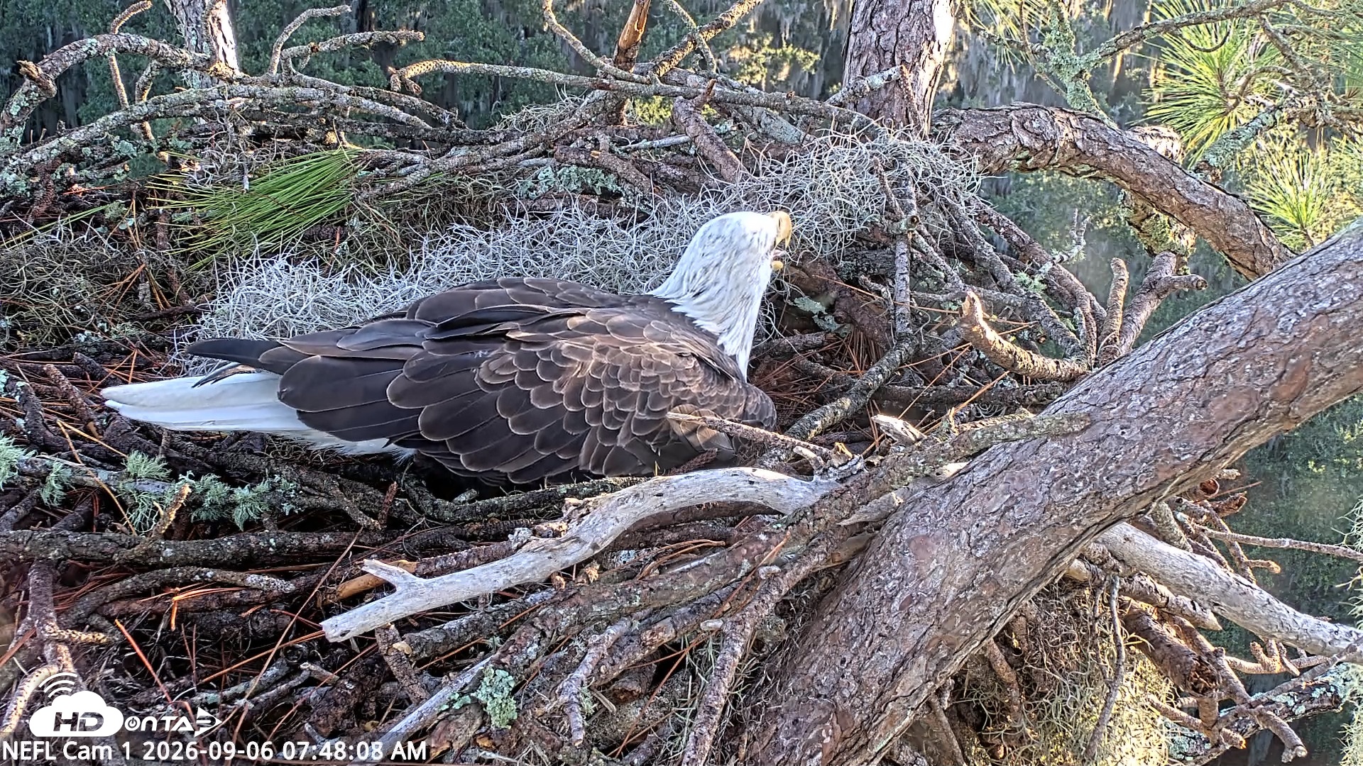 Snapshot of NE Florida Eagles Live Webcam taken Sep 6, 2026, 7:49am EDT