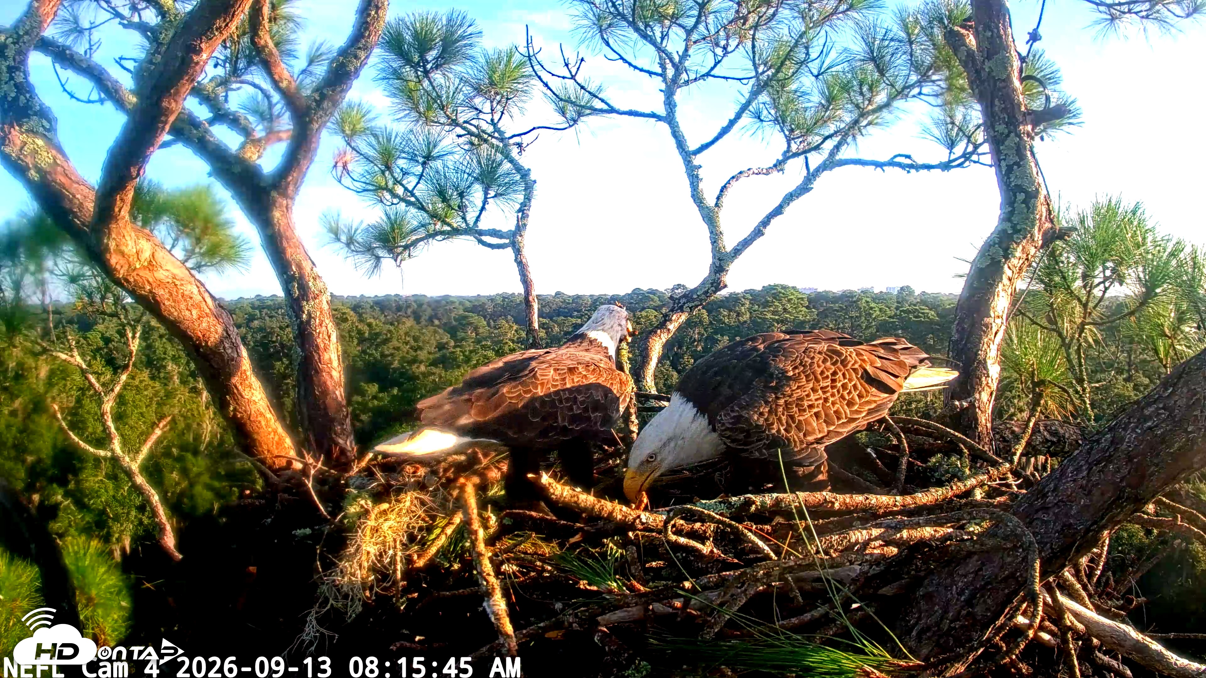 Snapshot of NE Florida Eagles Live Webcam taken Sep 13, 2026, 8:16am EDT