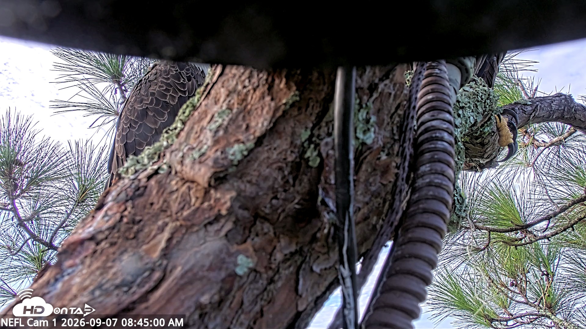 Snapshot of NE Florida Eagles Live Webcam taken Sep 7, 2026, 8:46am EDT