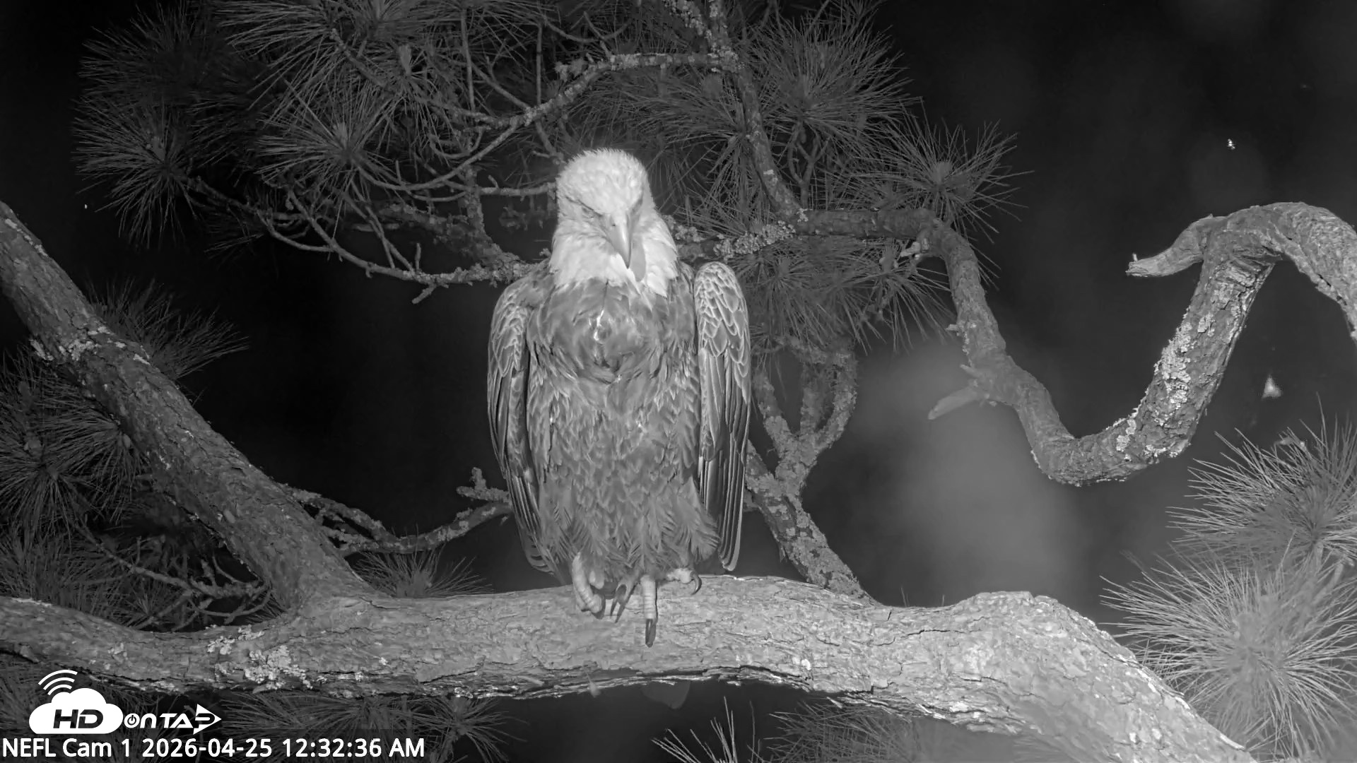 Snapshot of NE Florida Eagles Live Webcam taken Apr 25, 2026, 12:33am EDT