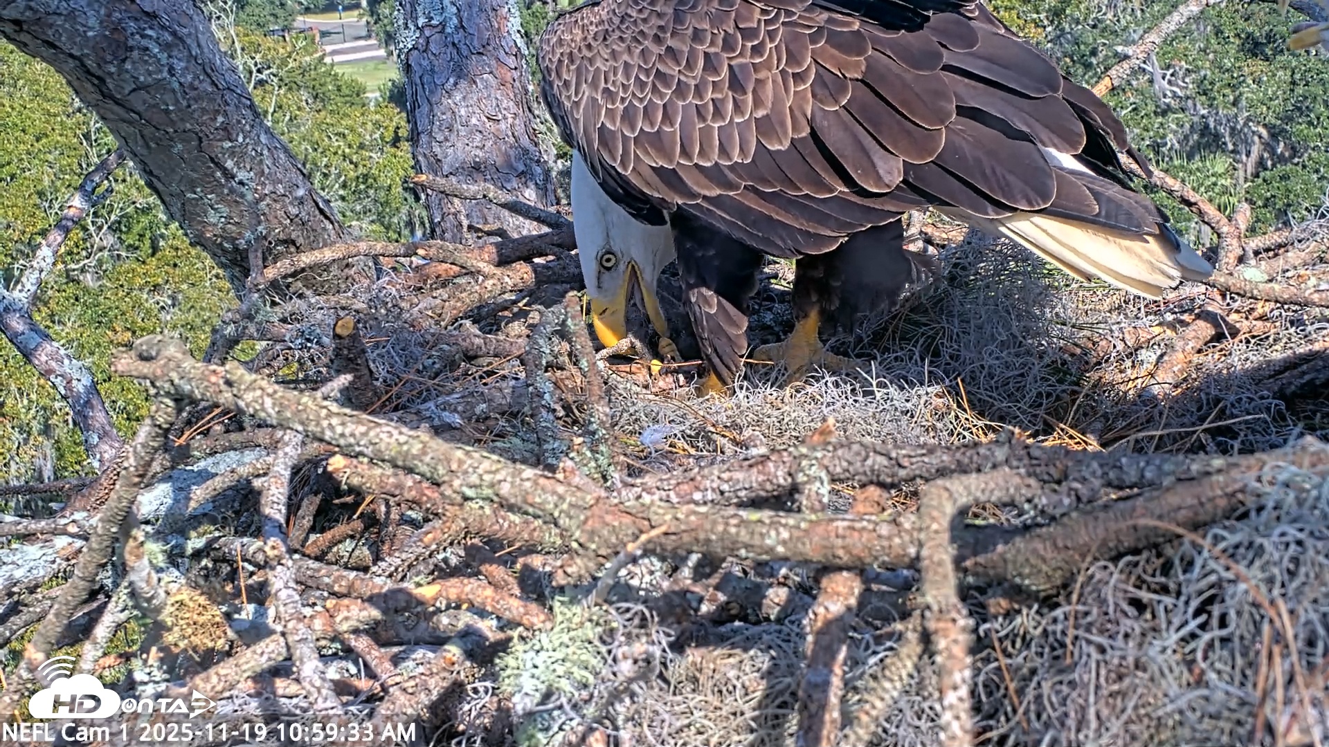 Snapshot of NE Florida Eagles Live Webcam taken Nov 19, 2025, 11:00am EST