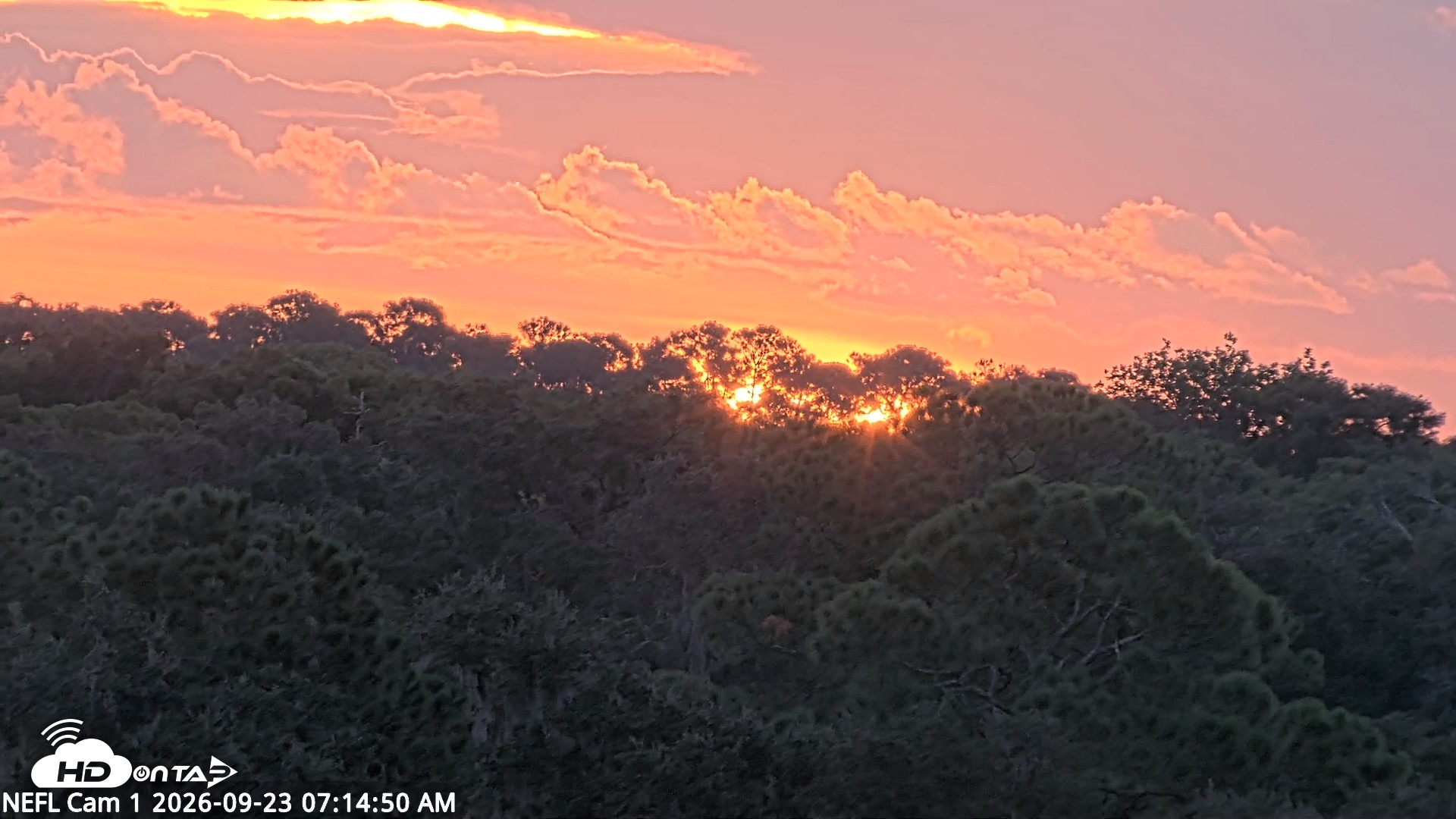 Snapshot of NE Florida Eagles Live Webcam taken Sep 23, 2026, 7:17am EDT