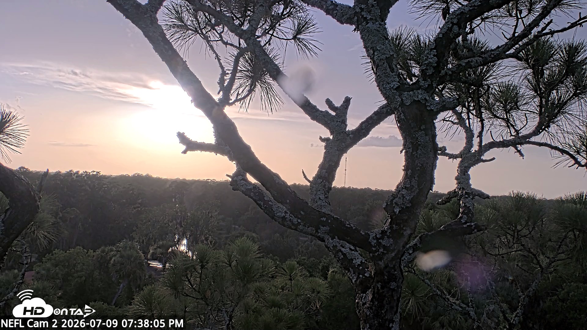 Snapshot of NE Florida Eagles Live Webcam taken Jul 9, 2026, 7:39pm EDT