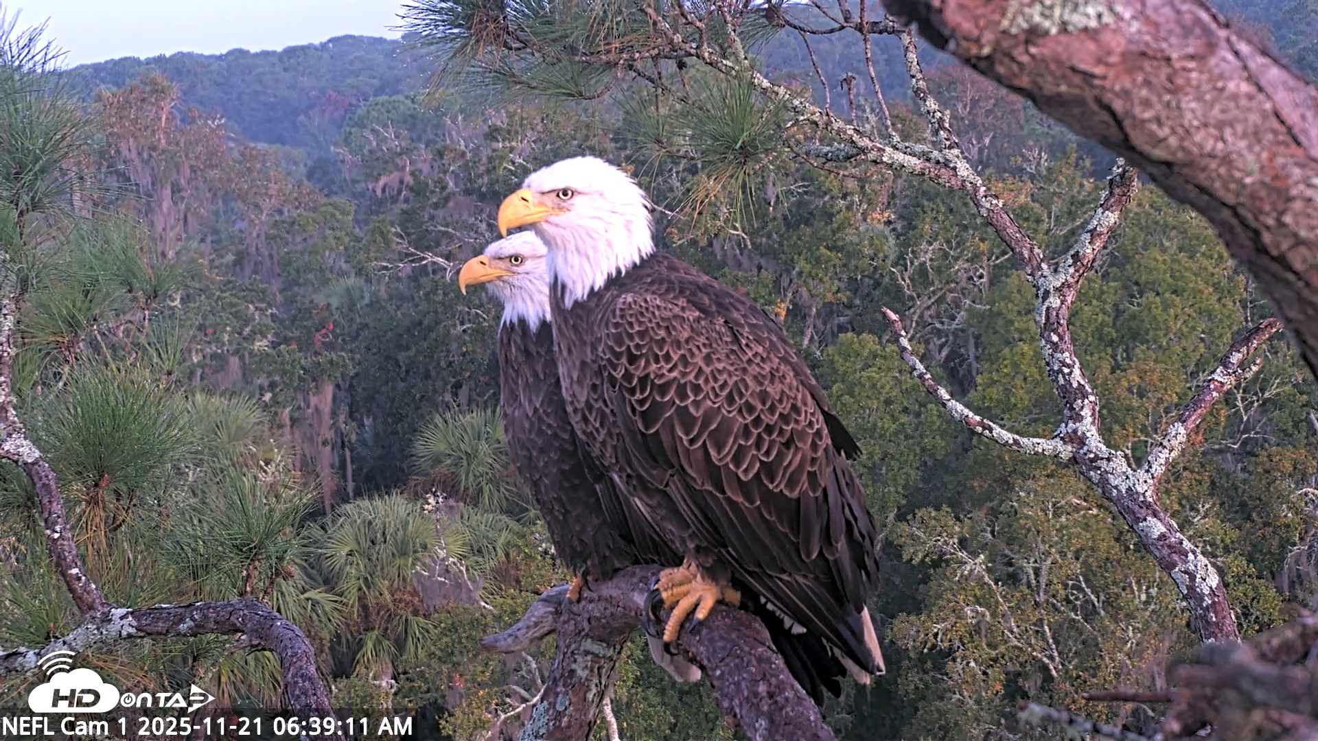 Snapshot of NE Florida Eagles Live Webcam taken Nov 21, 2025, 6:40am EST