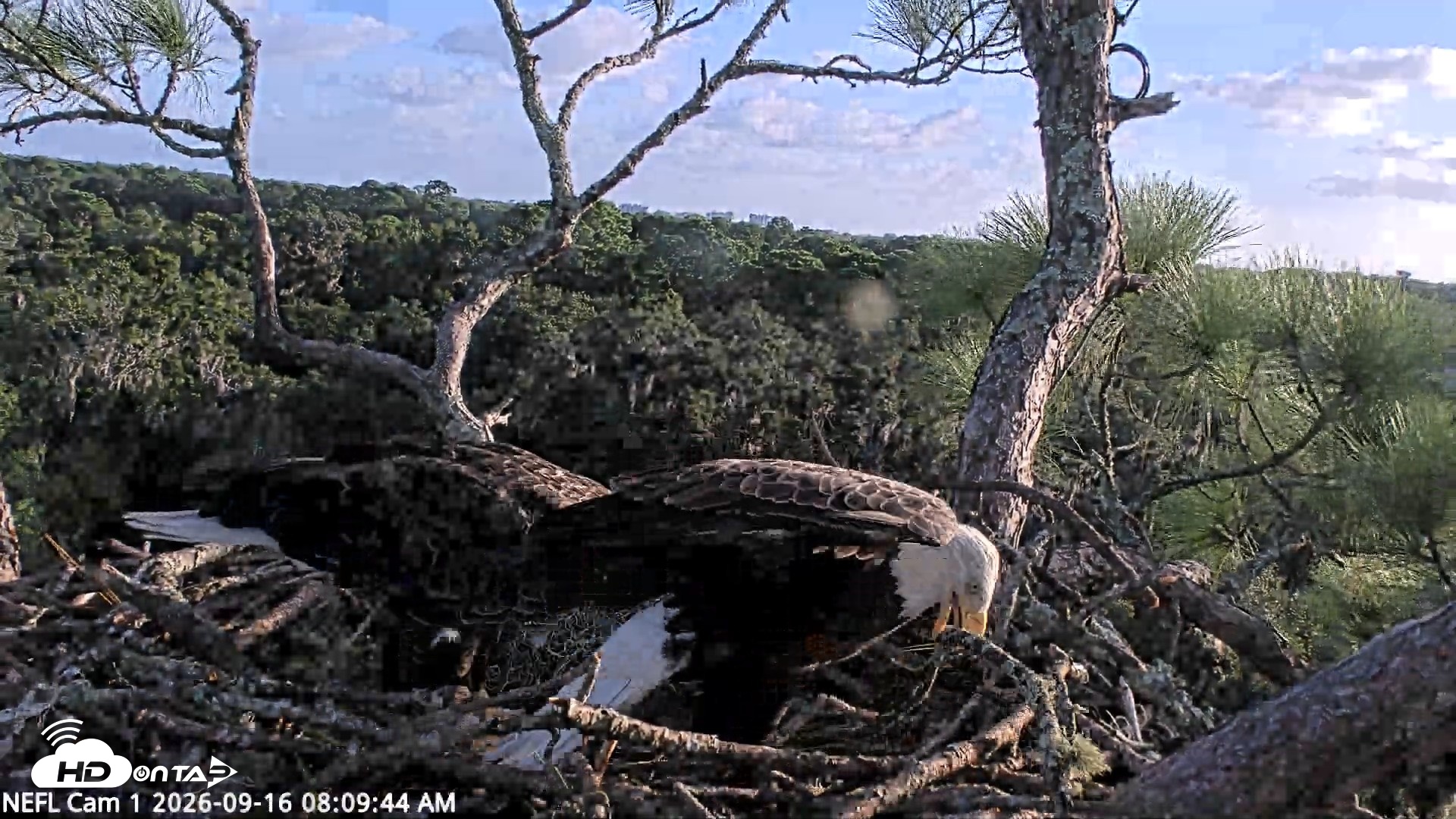 Snapshot of NE Florida Eagles Live Webcam taken Sep 16, 2026, 8:10am EDT