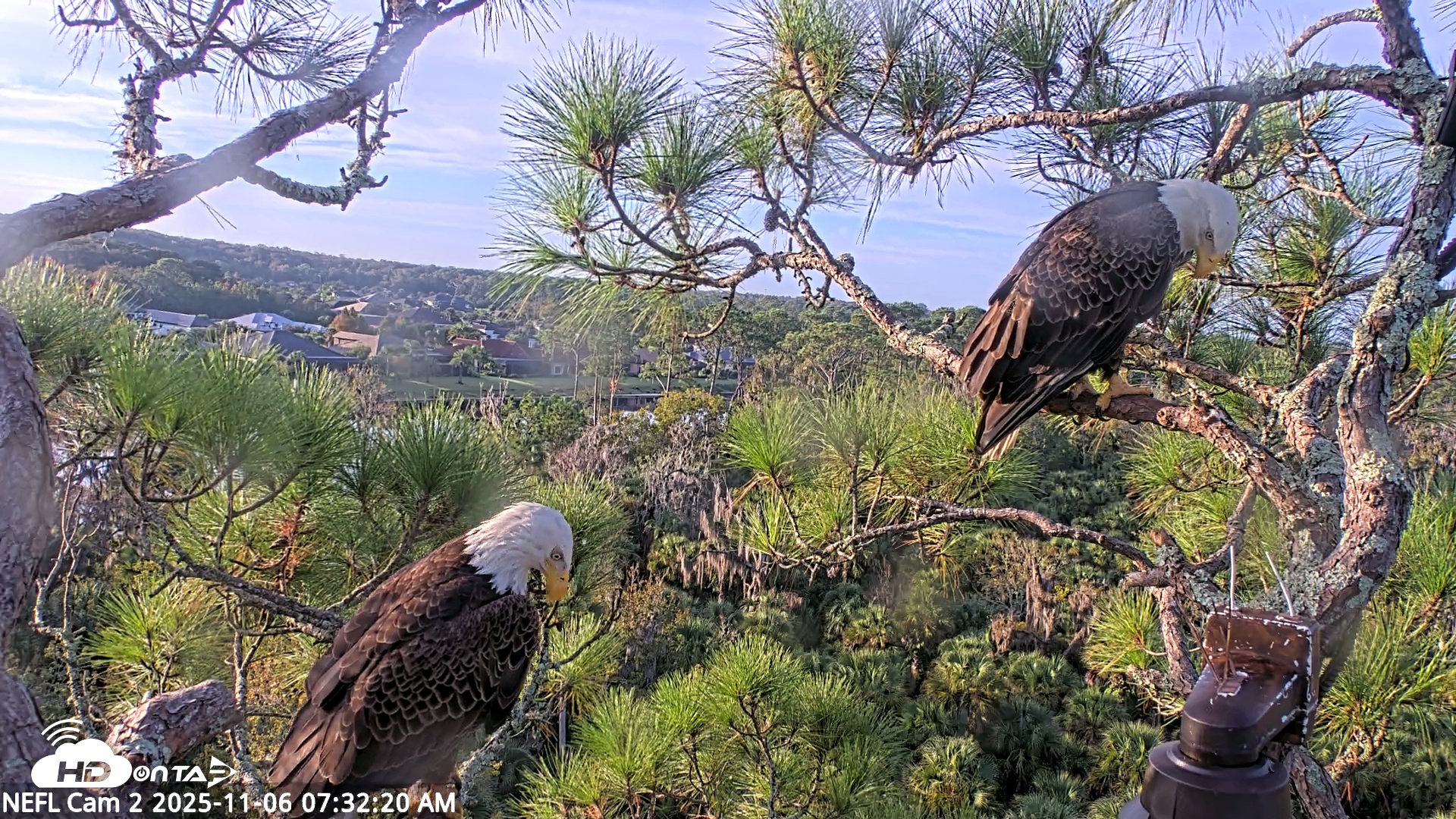 Snapshot of NE Florida Eagles Live Webcam taken Nov 6, 2025, 7:33am EST