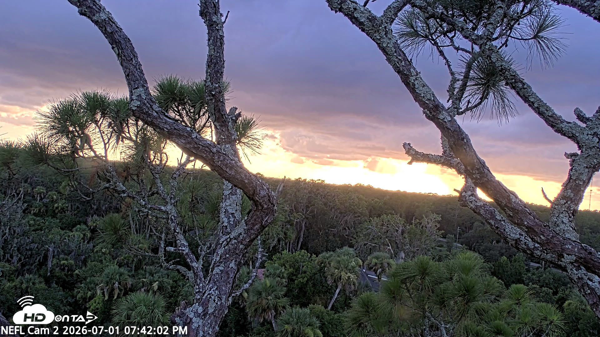 Snapshot of NE Florida Eagles Live Webcam taken Jul 1, 2026, 7:42pm EDT