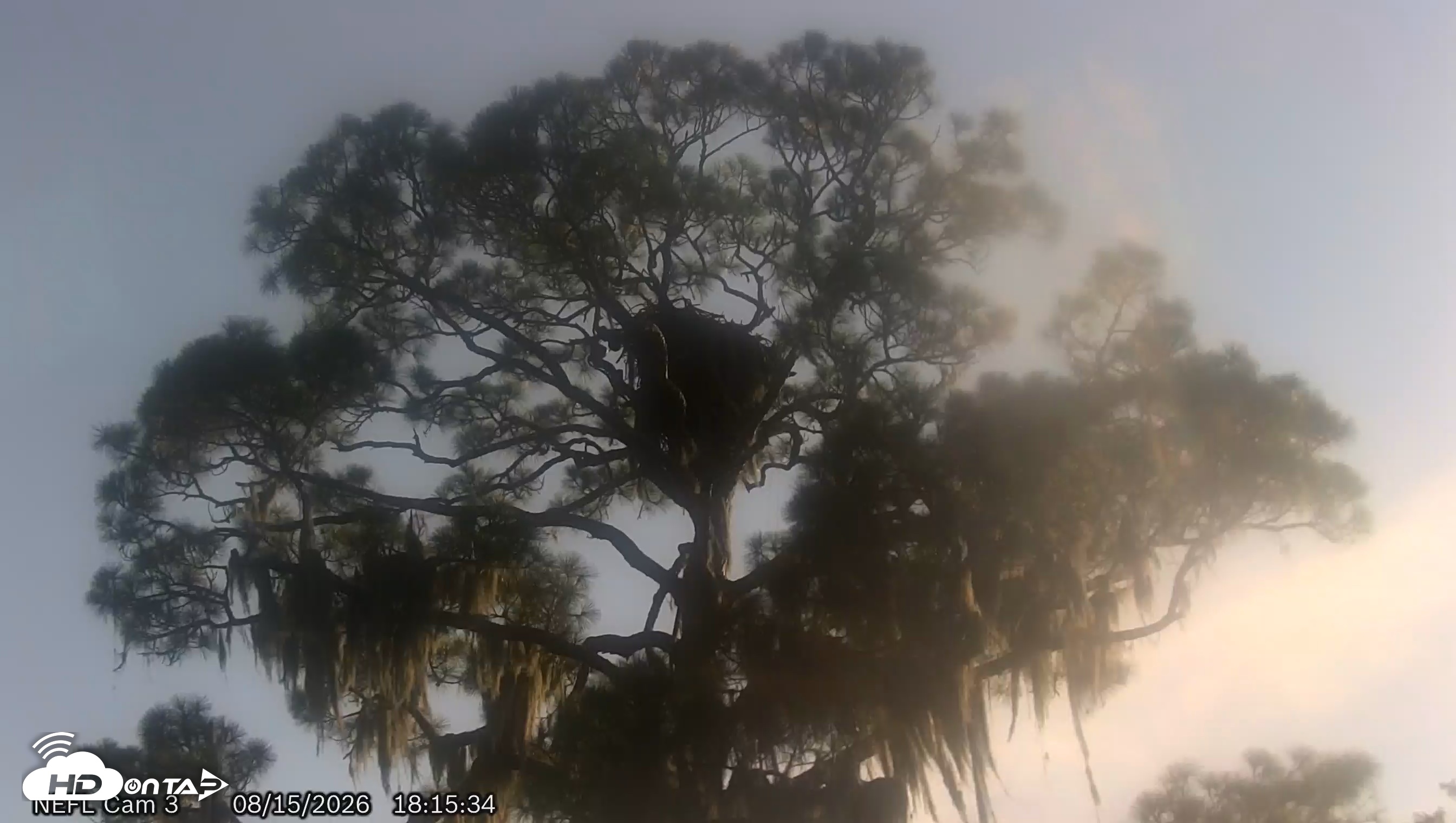 Snapshot of NE Florida Eagles Live Webcam taken Aug 15, 2026, 6:16pm EDT