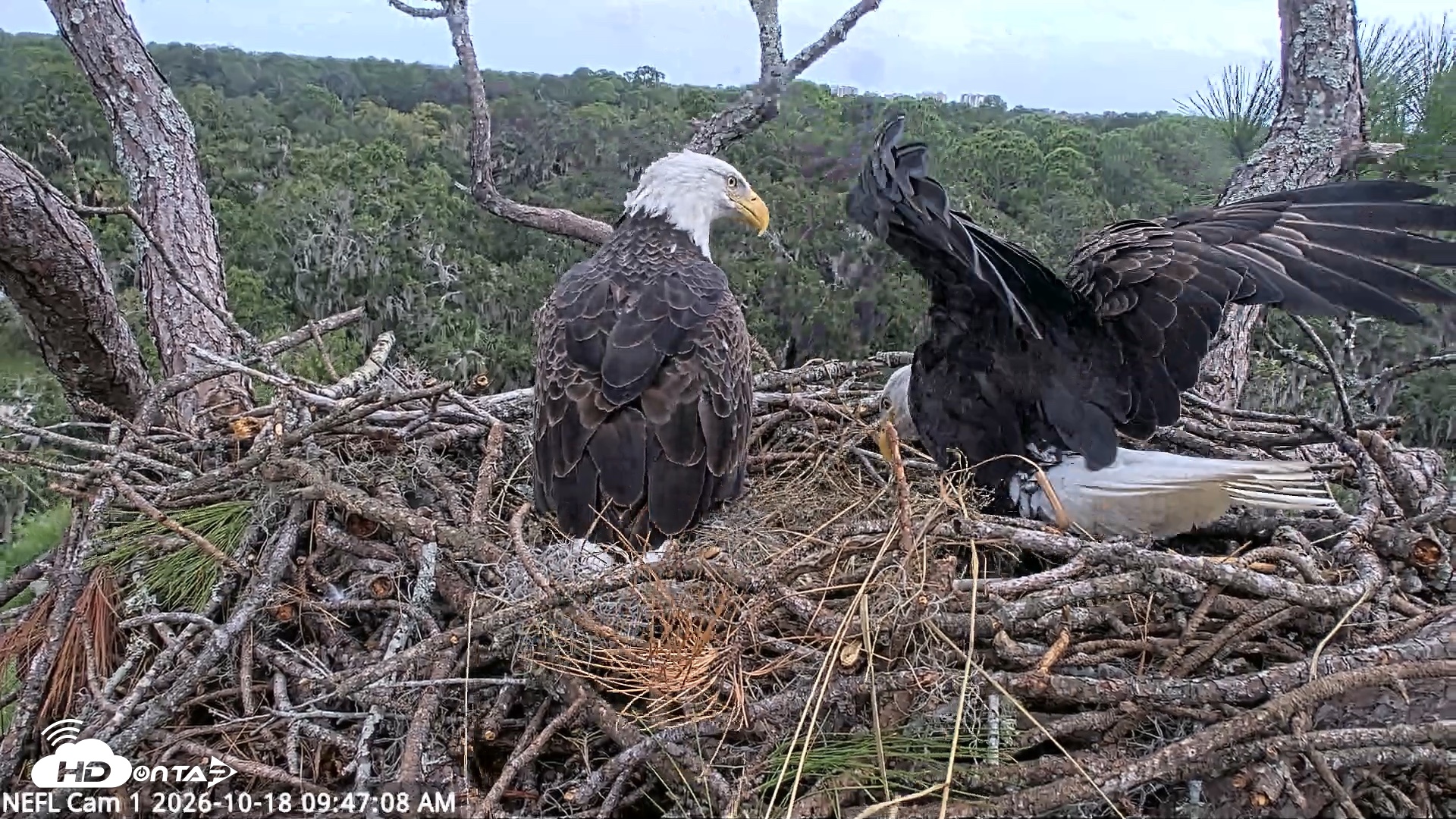 Snapshot of NE Florida Eagles Live Webcam taken Oct 18, 2026, 9:48am EDT