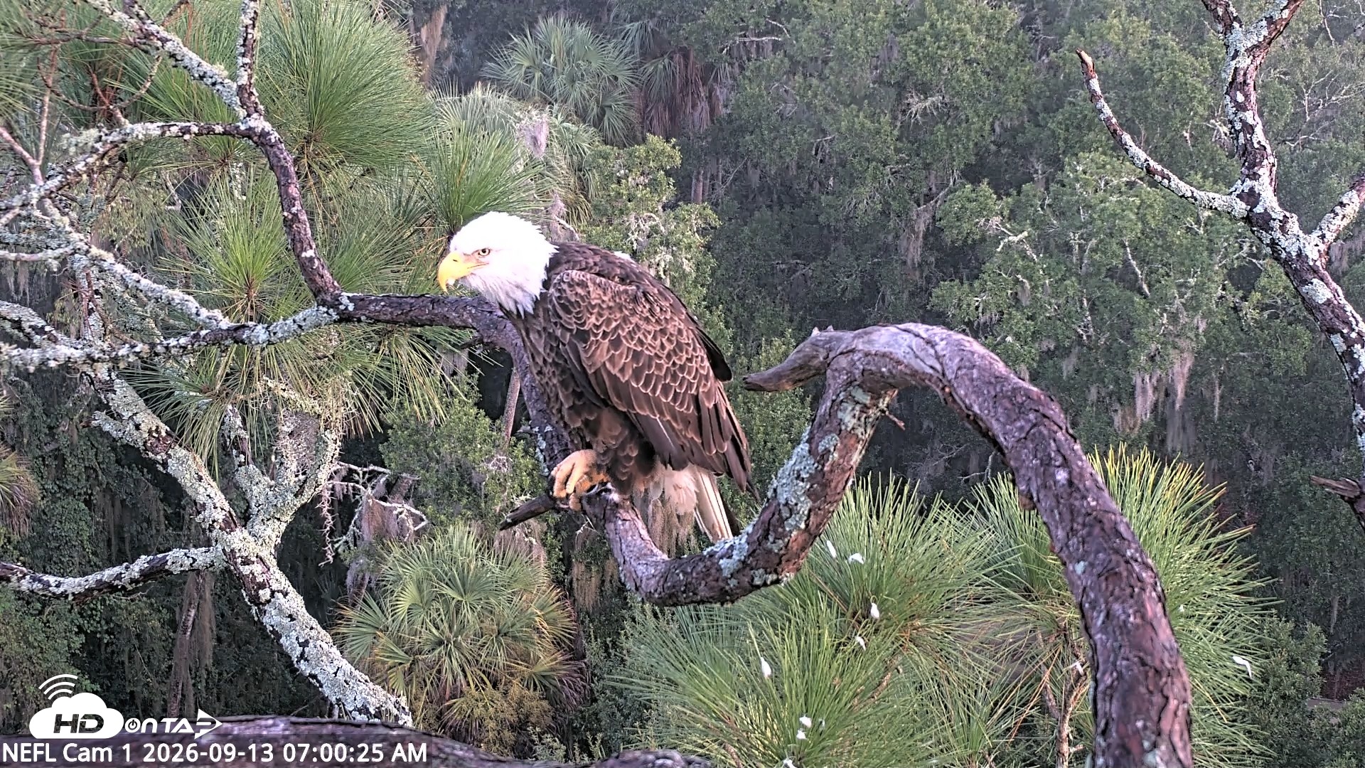 Snapshot of NE Florida Eagles Live Webcam taken Sep 13, 2026, 7:01am EDT