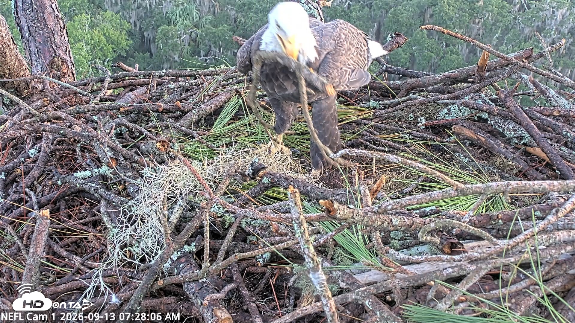 Snapshot of NE Florida Eagles Live Webcam taken Sep 13, 2026, 7:29am EDT