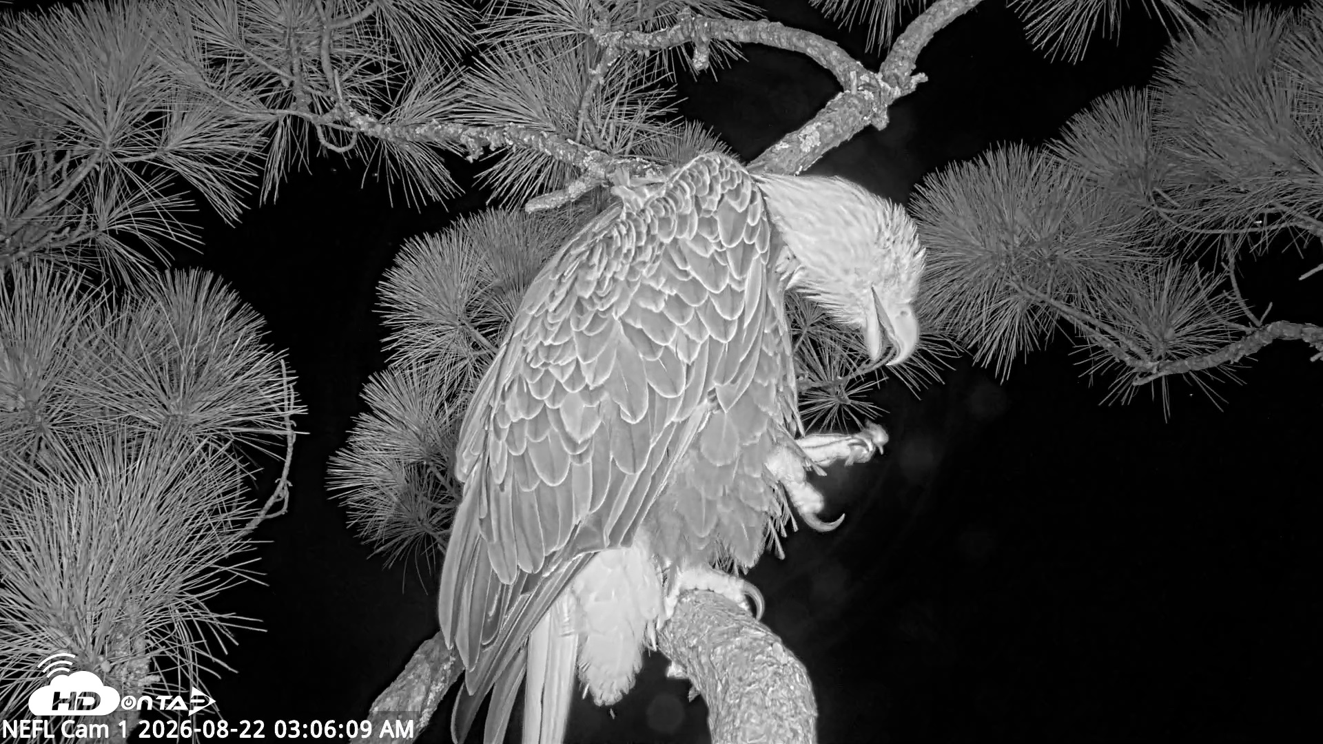 Snapshot of NE Florida Eagles Live Webcam taken Aug 22, 2026, 3:07am EDT