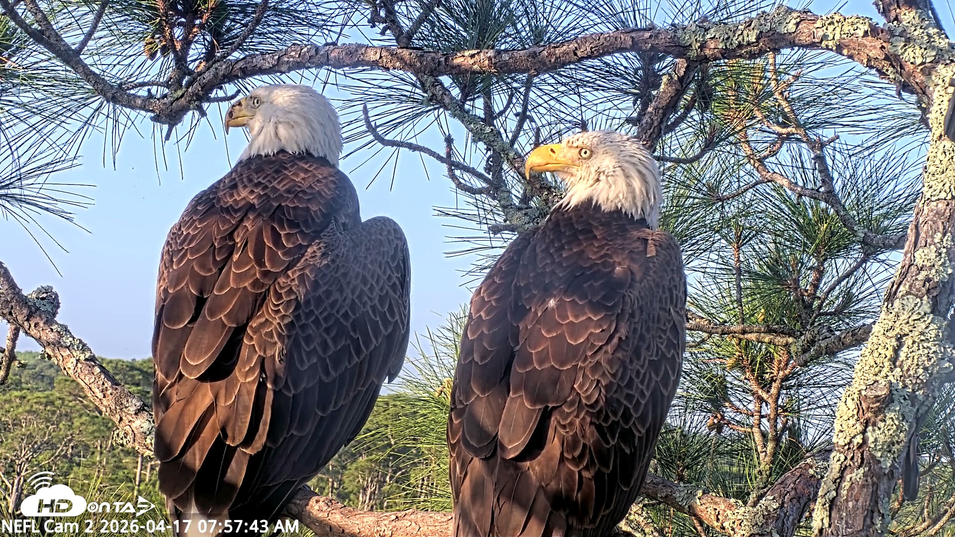 Snapshot of NE Florida Eagles Live Webcam taken Apr 17, 2026, 7:58am EDT