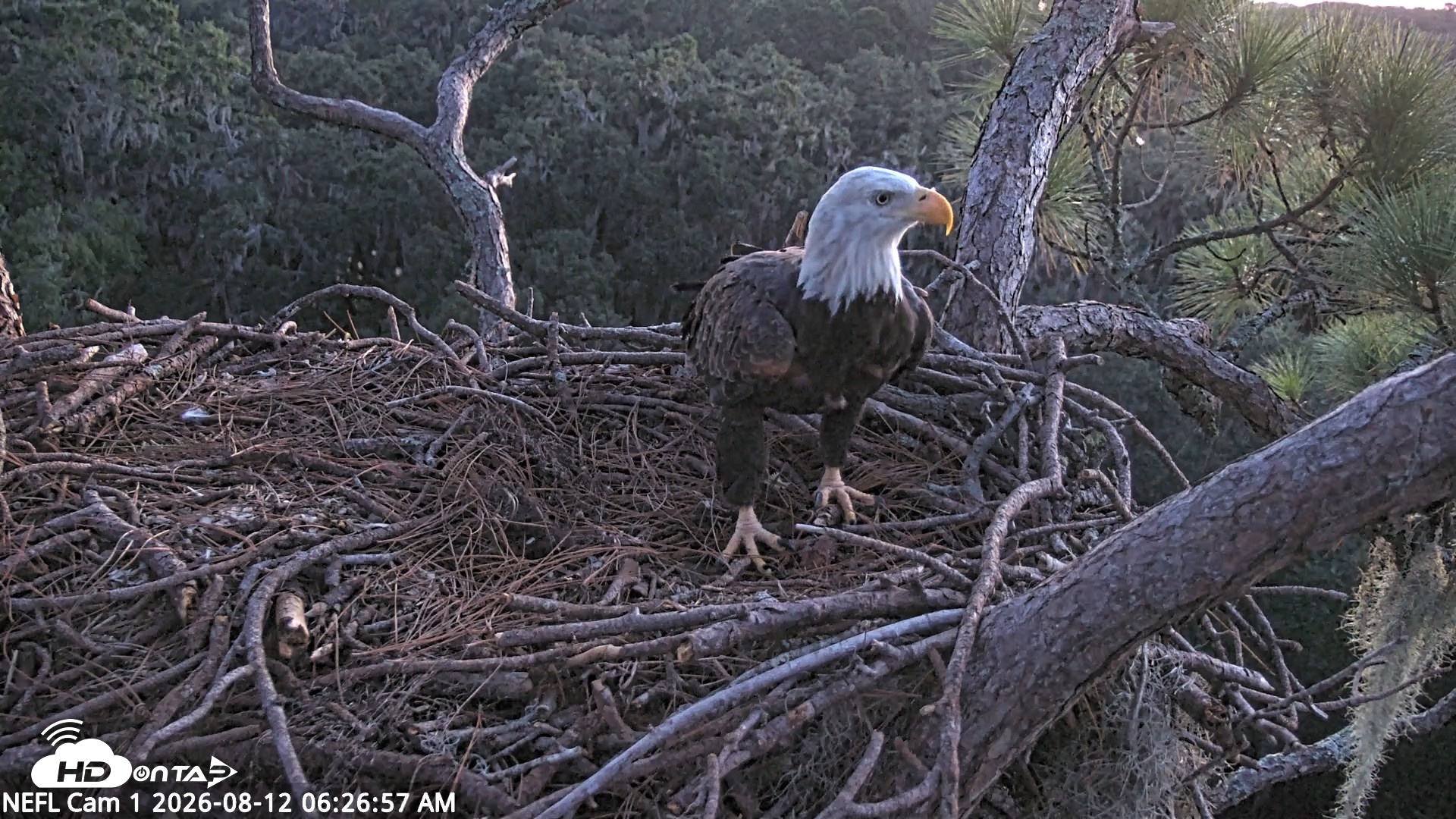 Snapshot of NE Florida Eagles Live Webcam taken Aug 12, 2026, 6:27am EDT