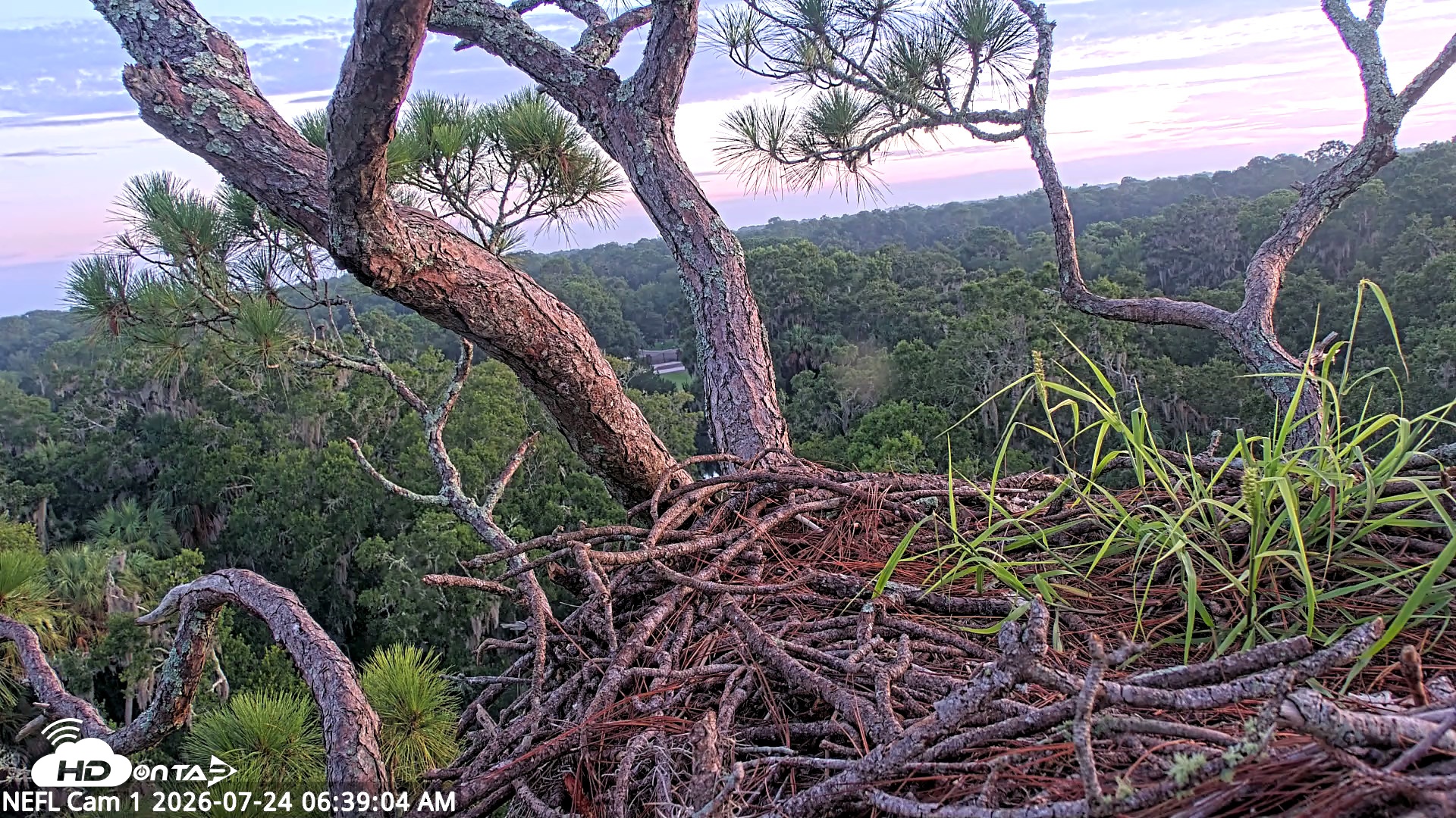 Snapshot of NE Florida Eagles Live Webcam taken Jul 24, 2026, 6:40am EDT