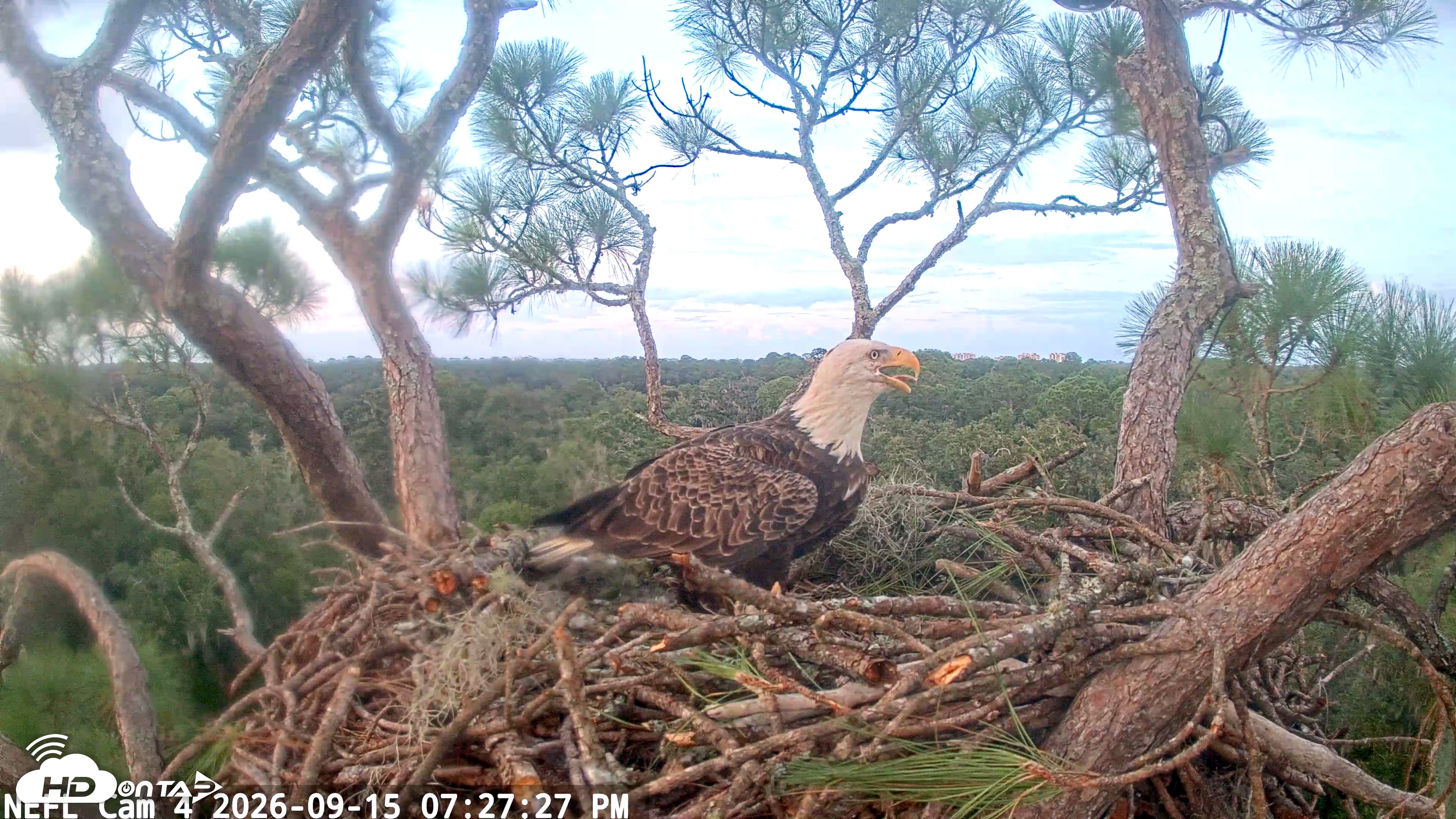 Snapshot of NE Florida Eagles Live Webcam taken Sep 15, 2026, 7:28pm EDT