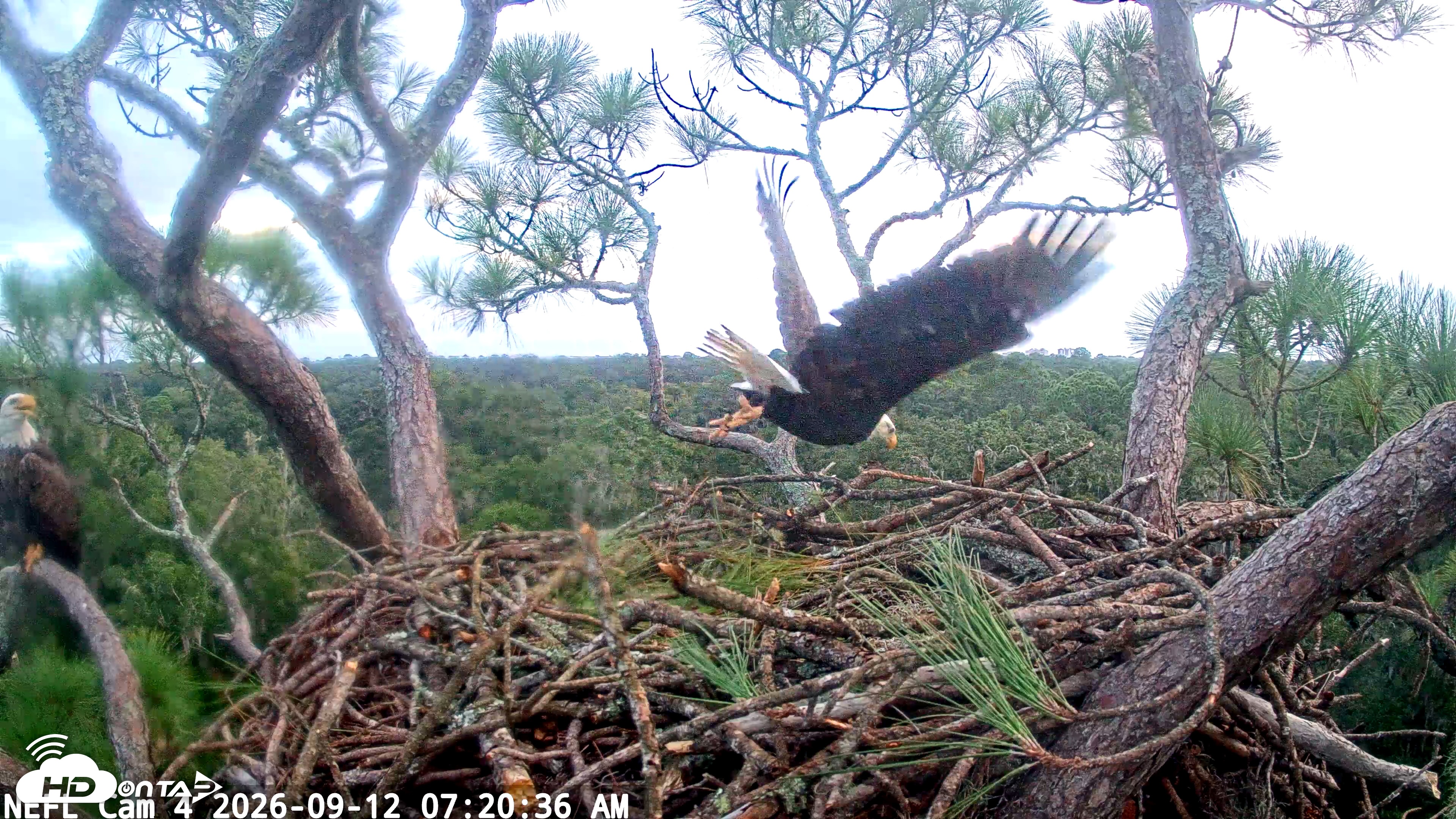 Snapshot of NE Florida Eagles Live Webcam taken Sep 12, 2026, 7:21am EDT