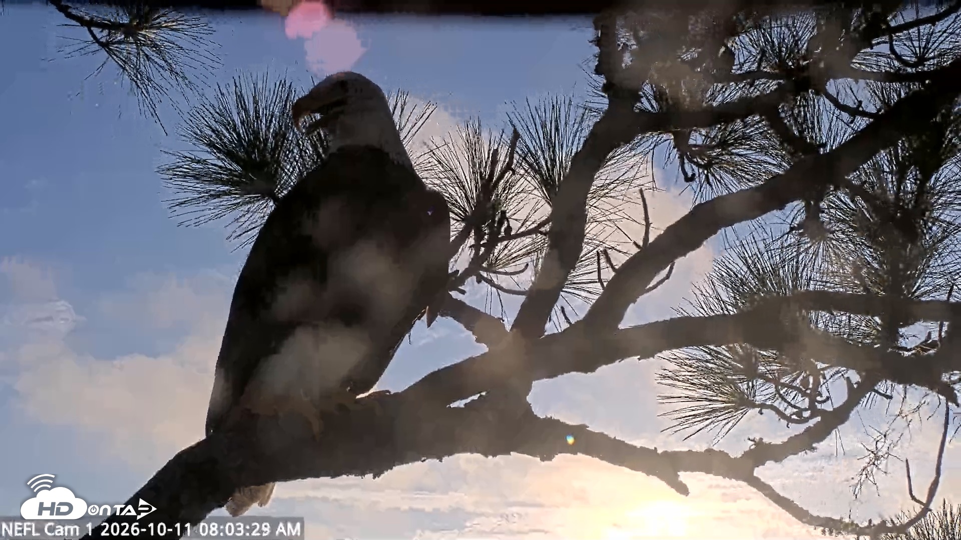 Snapshot of NE Florida Eagles Live Webcam taken Oct 11, 2026, 8:04am EDT