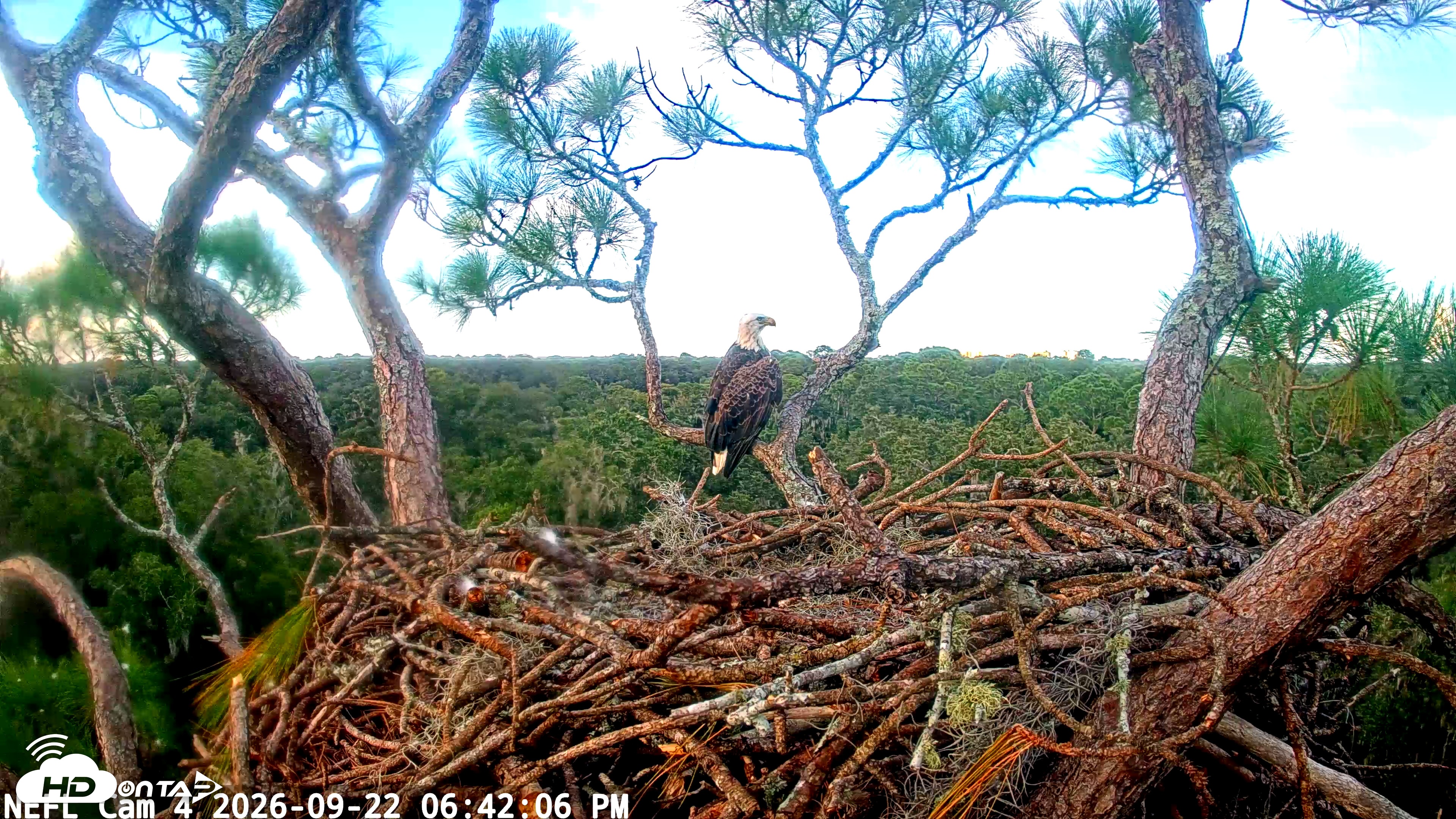 Snapshot of NE Florida Eagles Live Webcam taken Sep 22, 2026, 6:43pm EDT