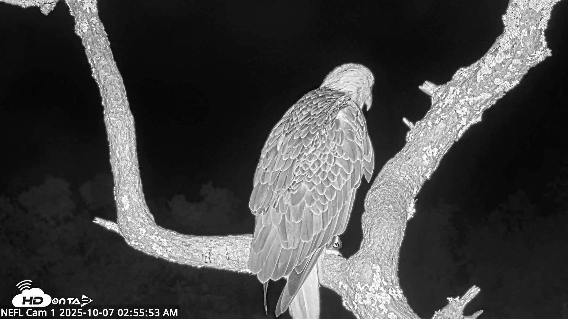 Snapshot of NE Florida Eagles Live Webcam taken Oct 7, 2025, 2:56am EDT