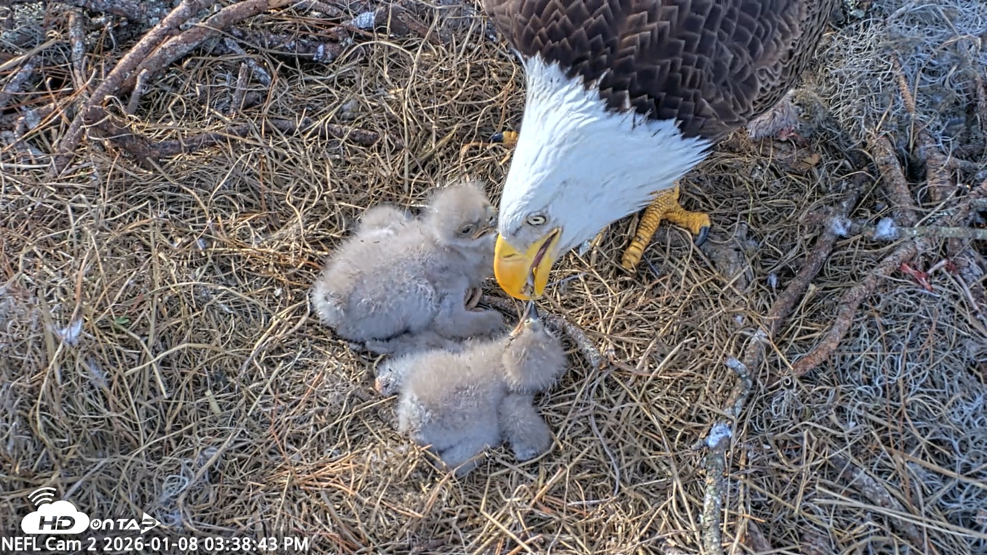 Snapshot of NE Florida Eagles Live Webcam taken Jan 8, 2026, 3:39pm EST