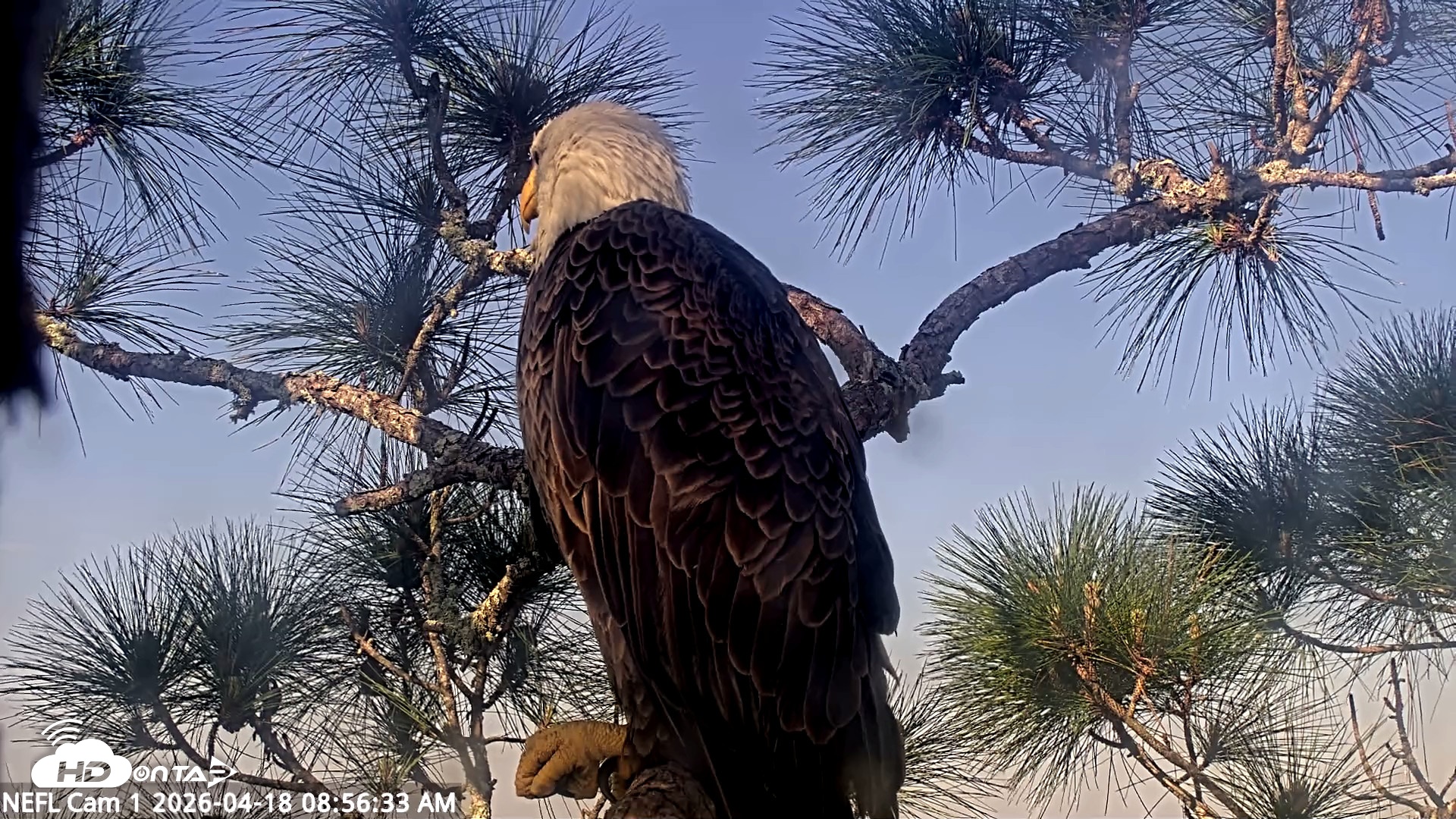 Snapshot of NE Florida Eagles Live Webcam taken Apr 18, 2026, 8:57am EDT
