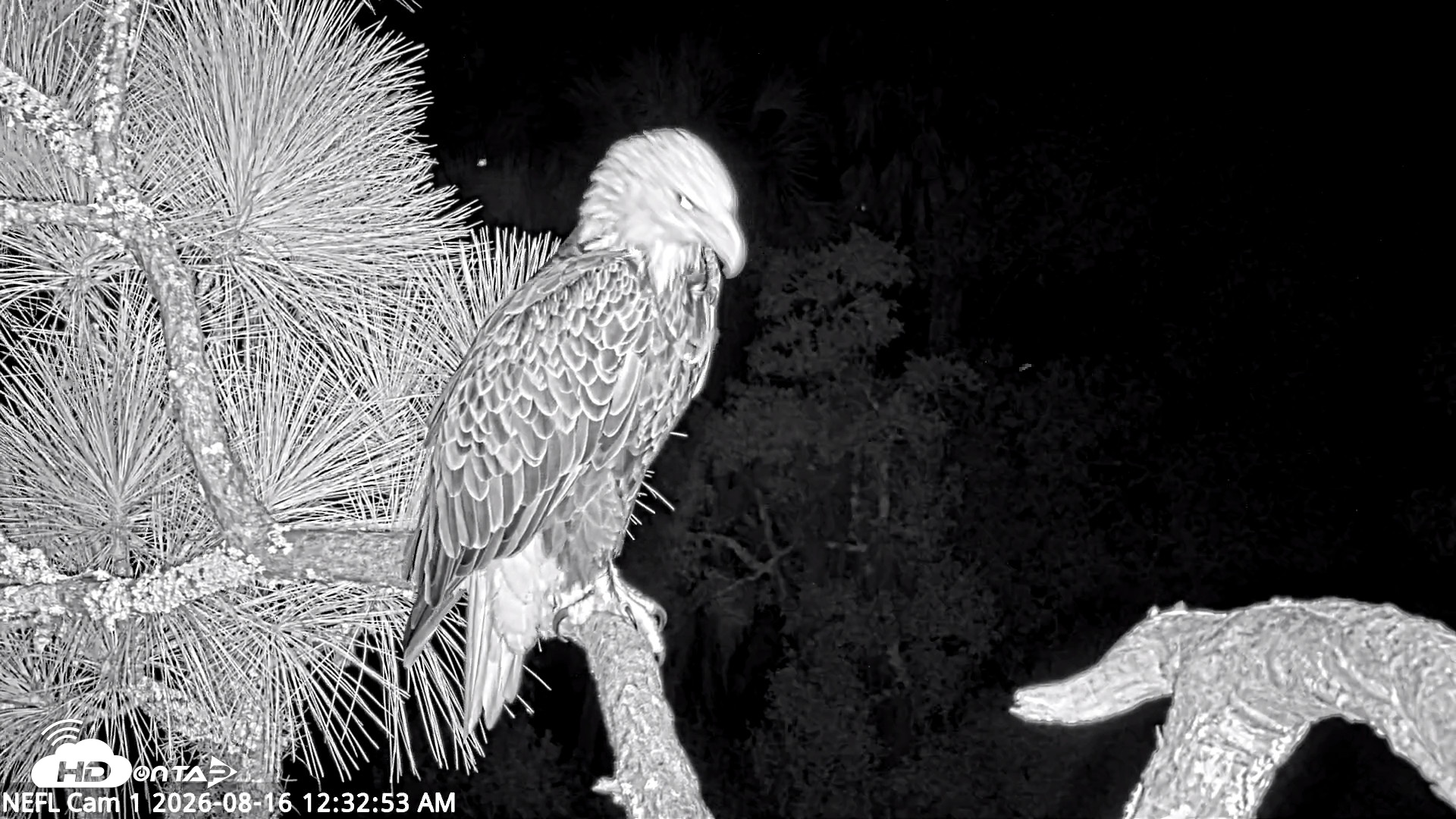 Snapshot of NE Florida Eagles Live Webcam taken Aug 16, 2026, 12:33am EDT