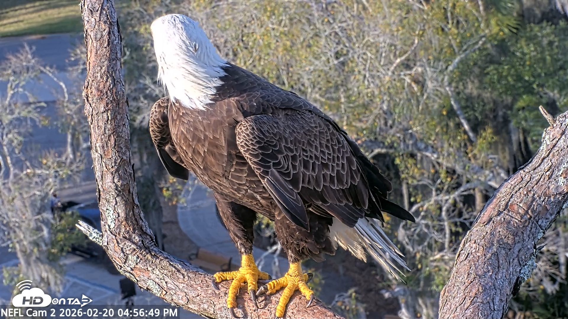Snapshot of NE Florida Eagles Live Webcam taken Feb 20, 2026, 4:57pm EST