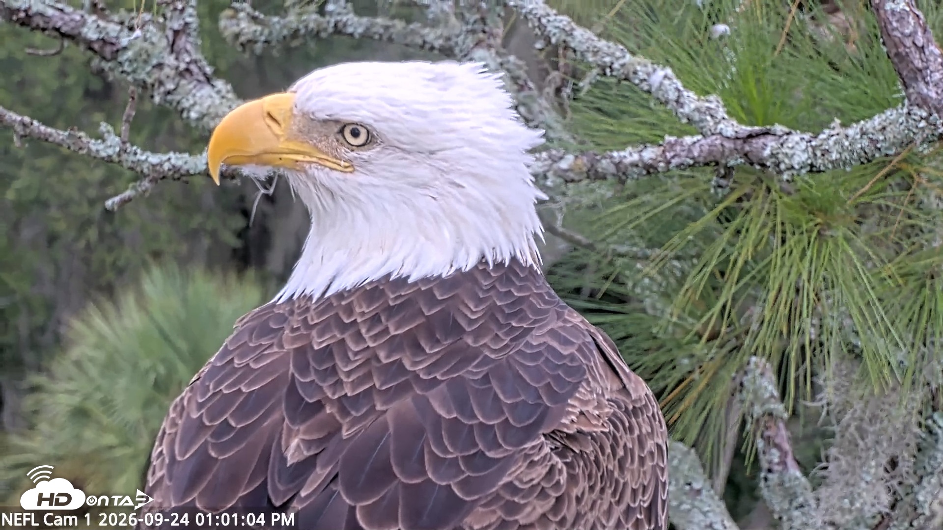 Snapshot of NE Florida Eagles Live Webcam taken Sep 24, 2026, 1:02pm EDT