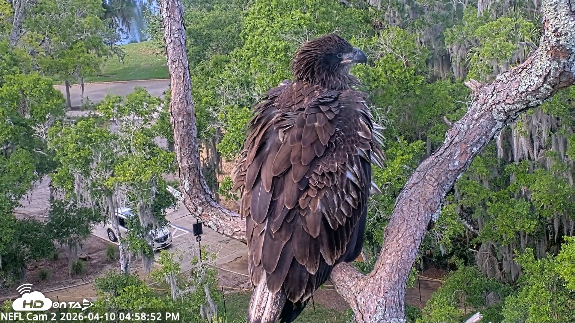 Snapshot of NE Florida Eagles Live Webcam taken Apr 10, 2026, 4:59pm EDT