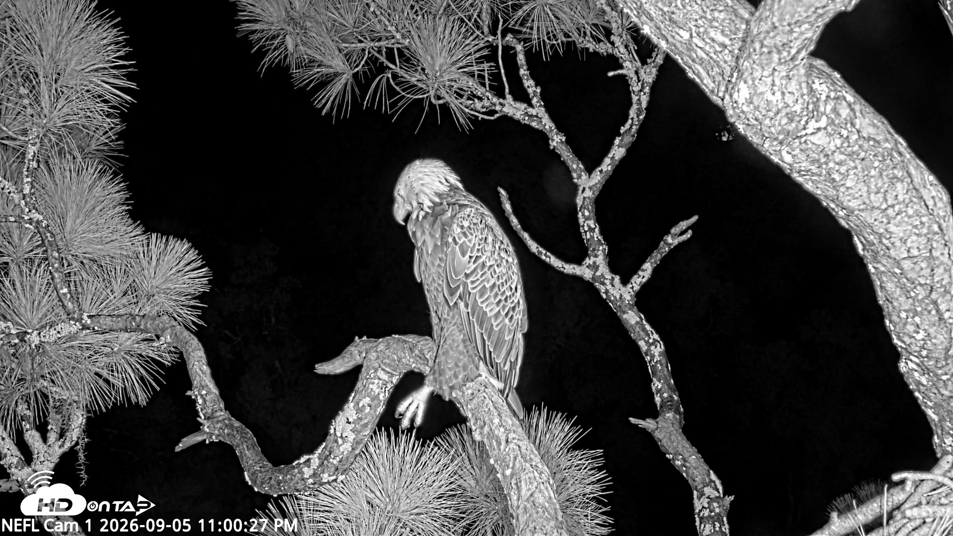 Snapshot of NE Florida Eagles Live Webcam taken Sep 5, 2026, 11:01pm EDT