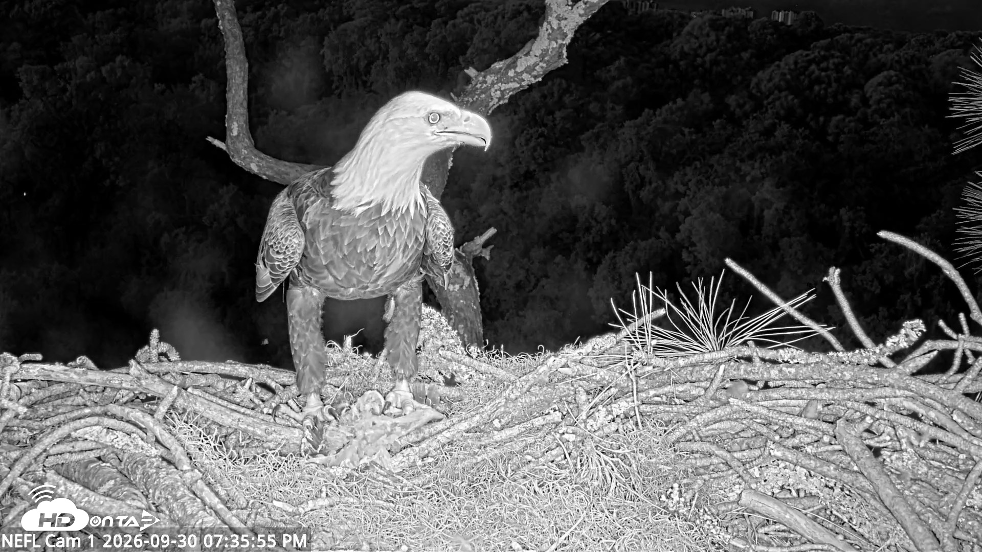 Snapshot of NE Florida Eagles Live Webcam taken Sep 30, 2026, 7:36pm EDT
