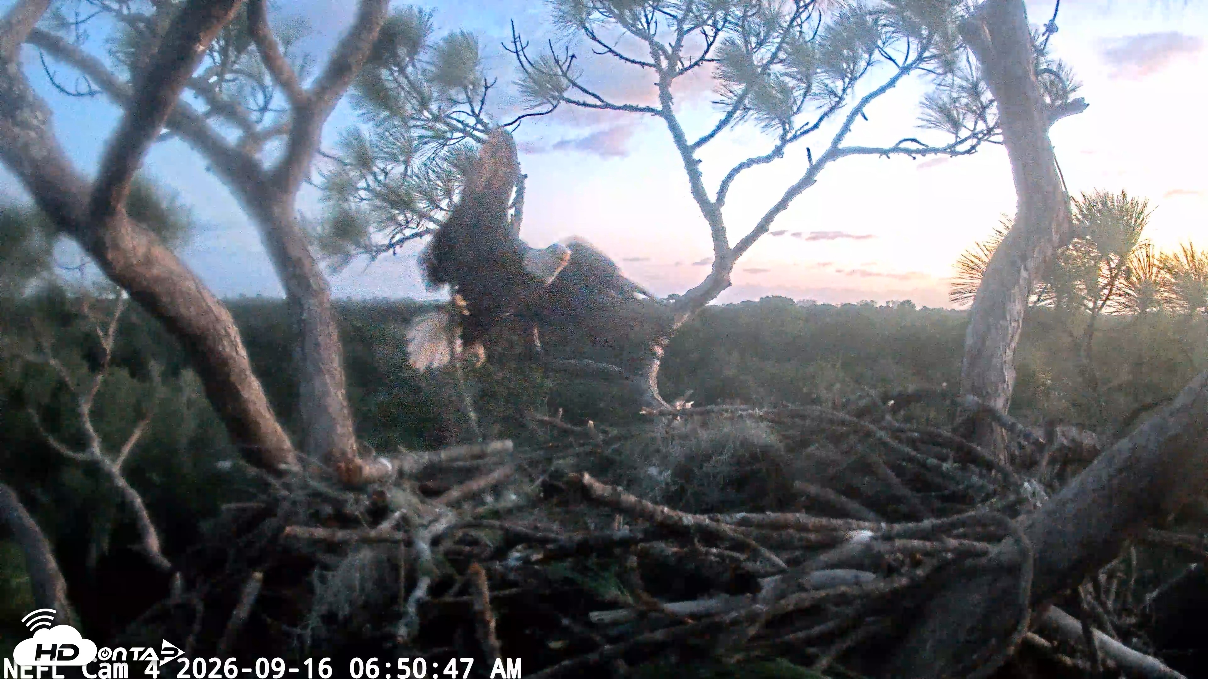 Snapshot of NE Florida Eagles Live Webcam taken Sep 16, 2026, 6:51am EDT