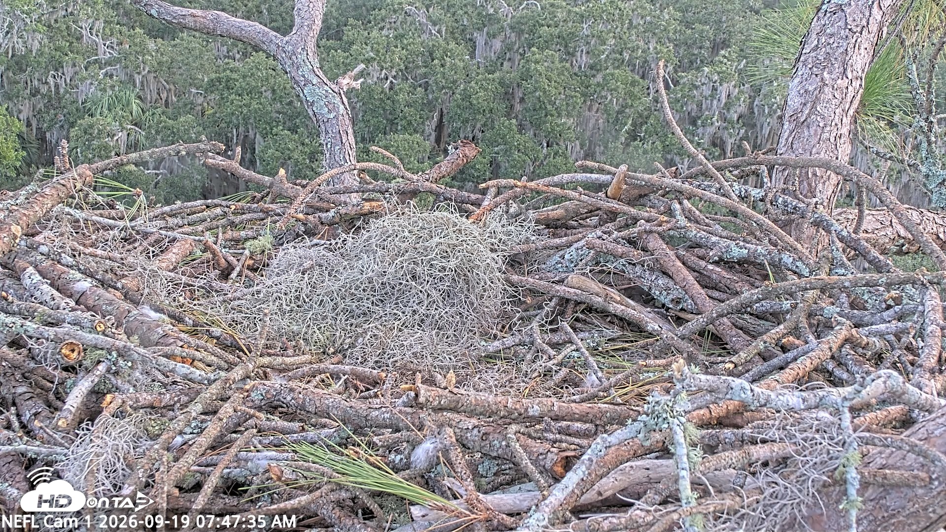 Snapshot of NE Florida Eagles Live Webcam taken Sep 19, 2026, 7:48am EDT