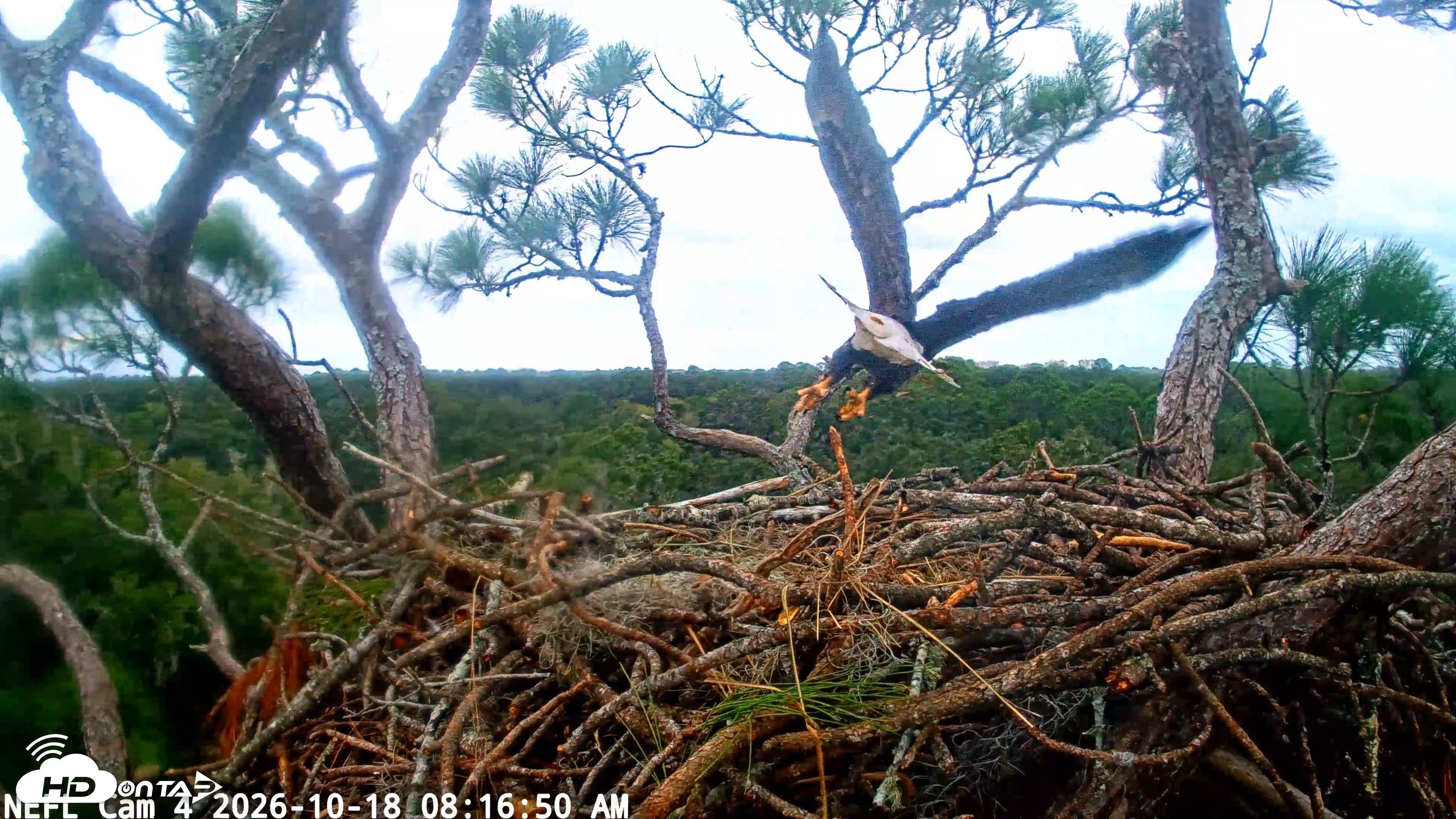 Snapshot of NE Florida Eagles Live Webcam taken Oct 18, 2026, 8:17am EDT